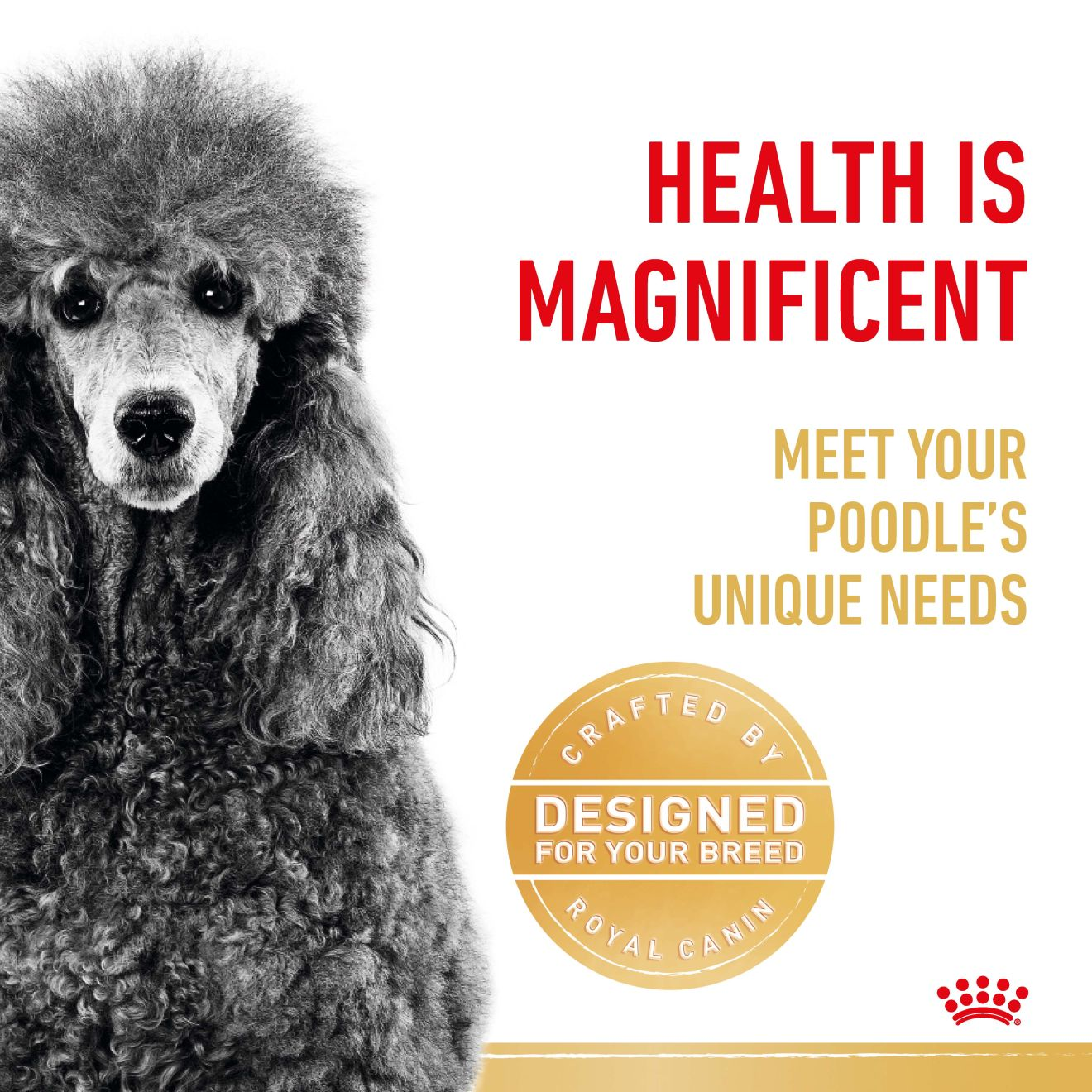 Poodle Adult