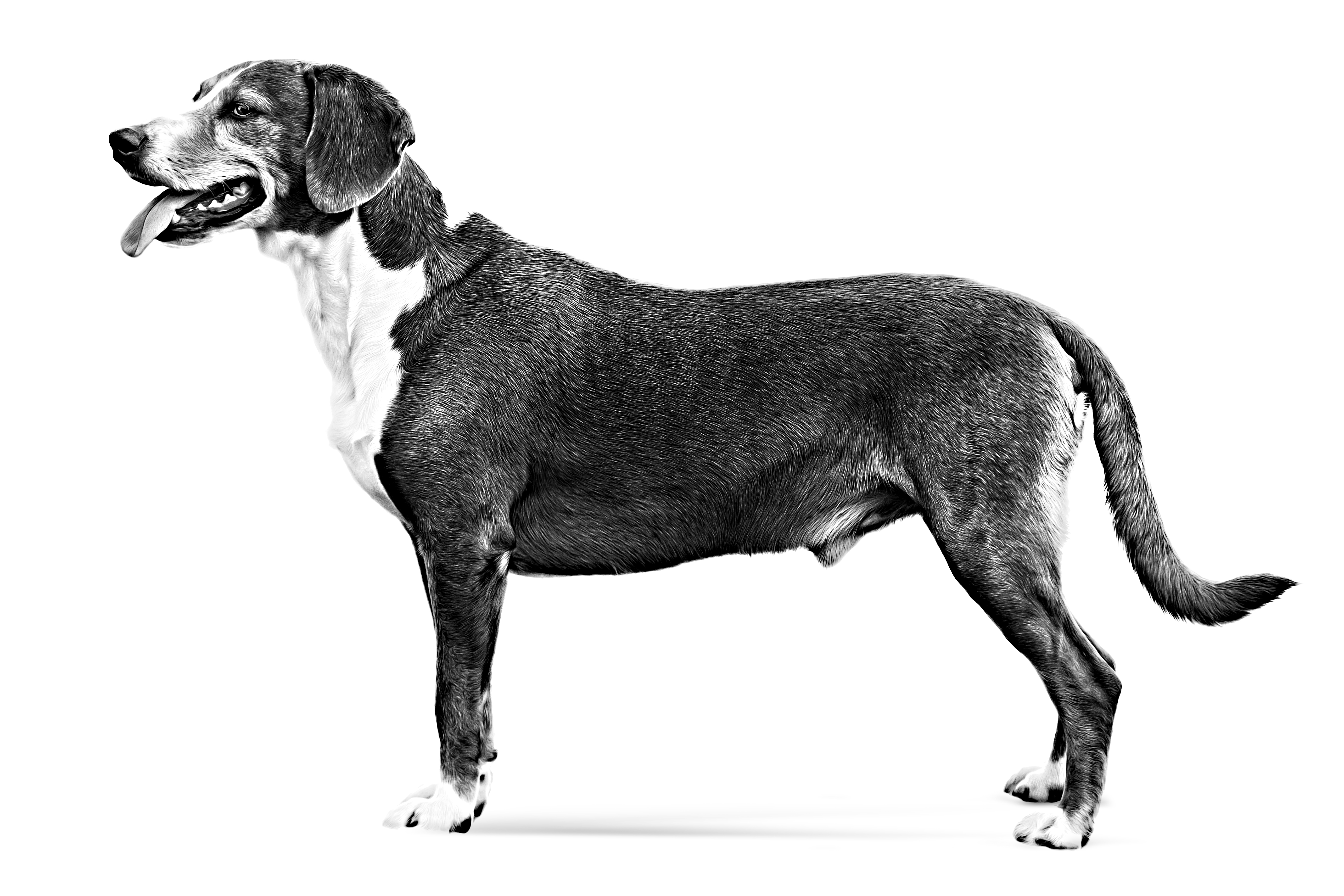 Posavatz Hound adult black and white