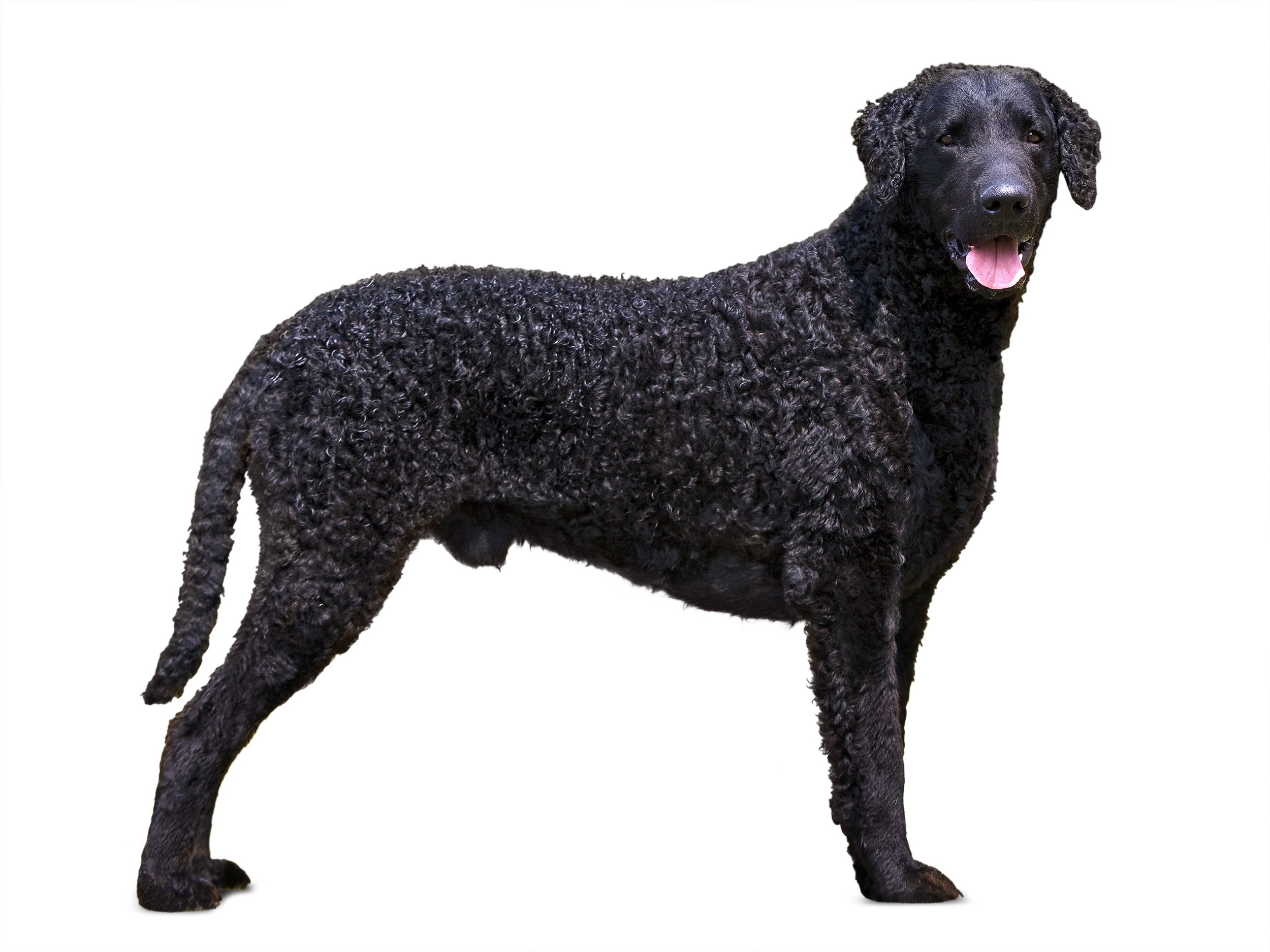 Curly coated retriever black and white