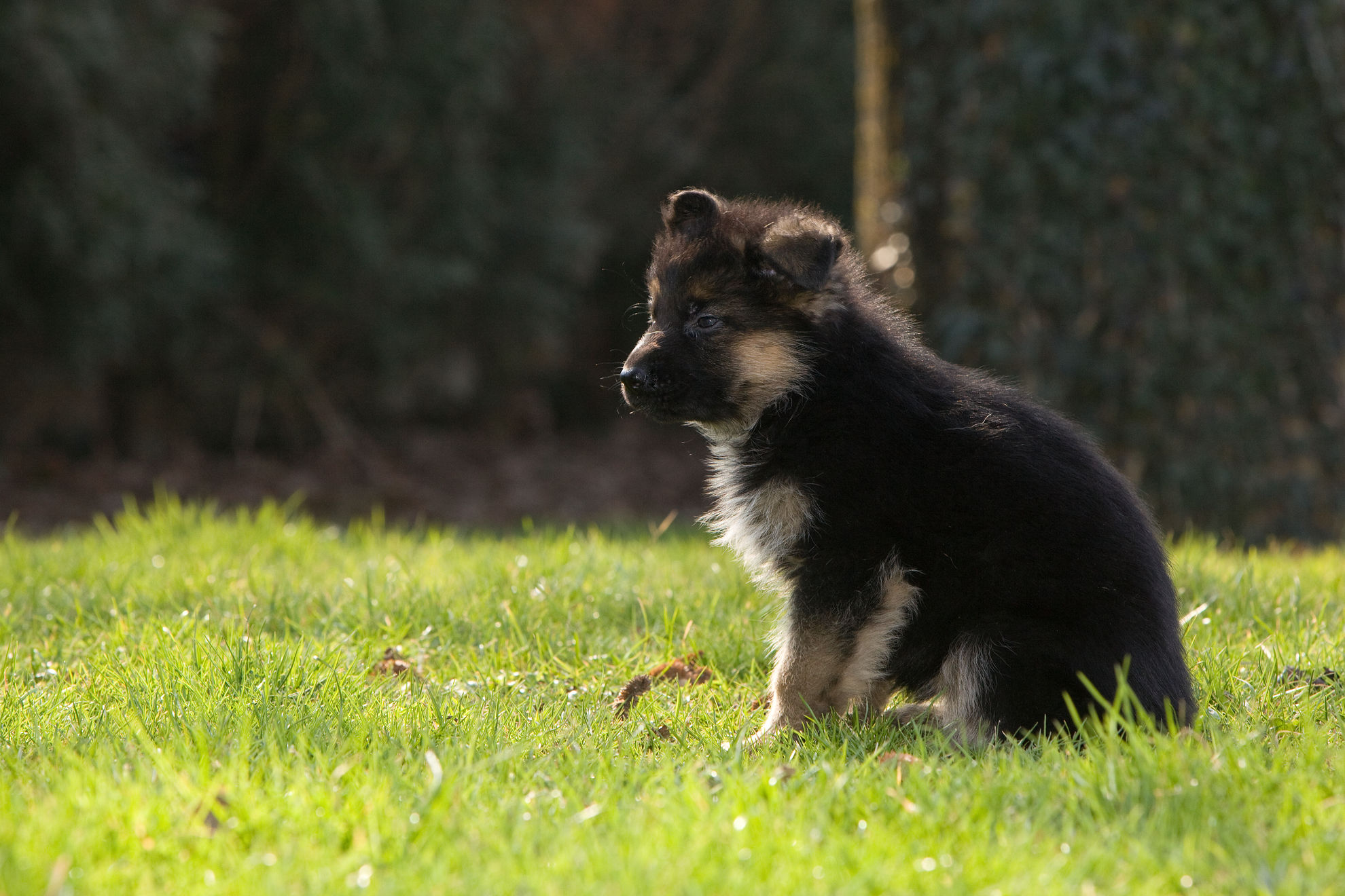 German-shepherd-puppy-sitting-on-the-grass