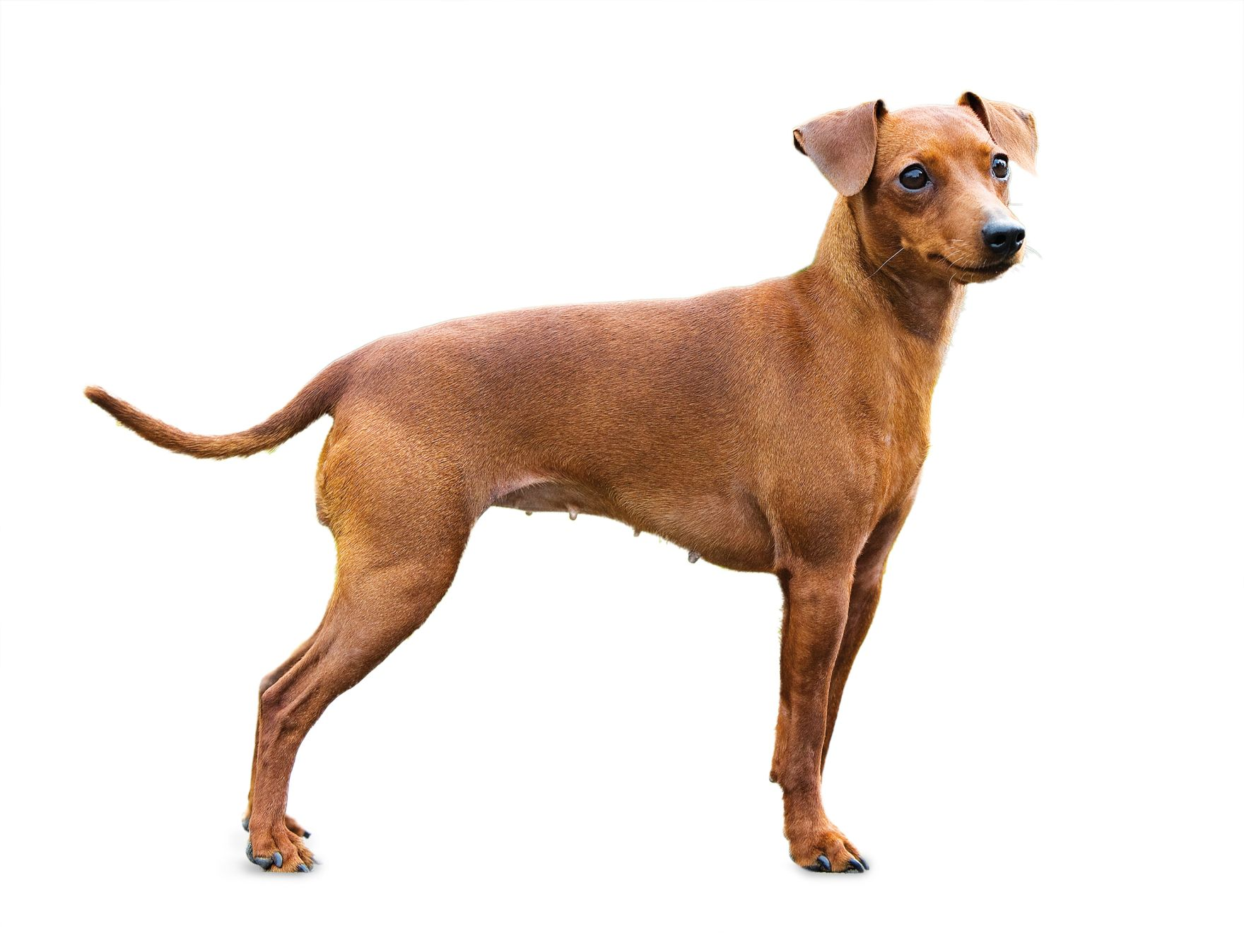 Royal hotsell canin pinscher