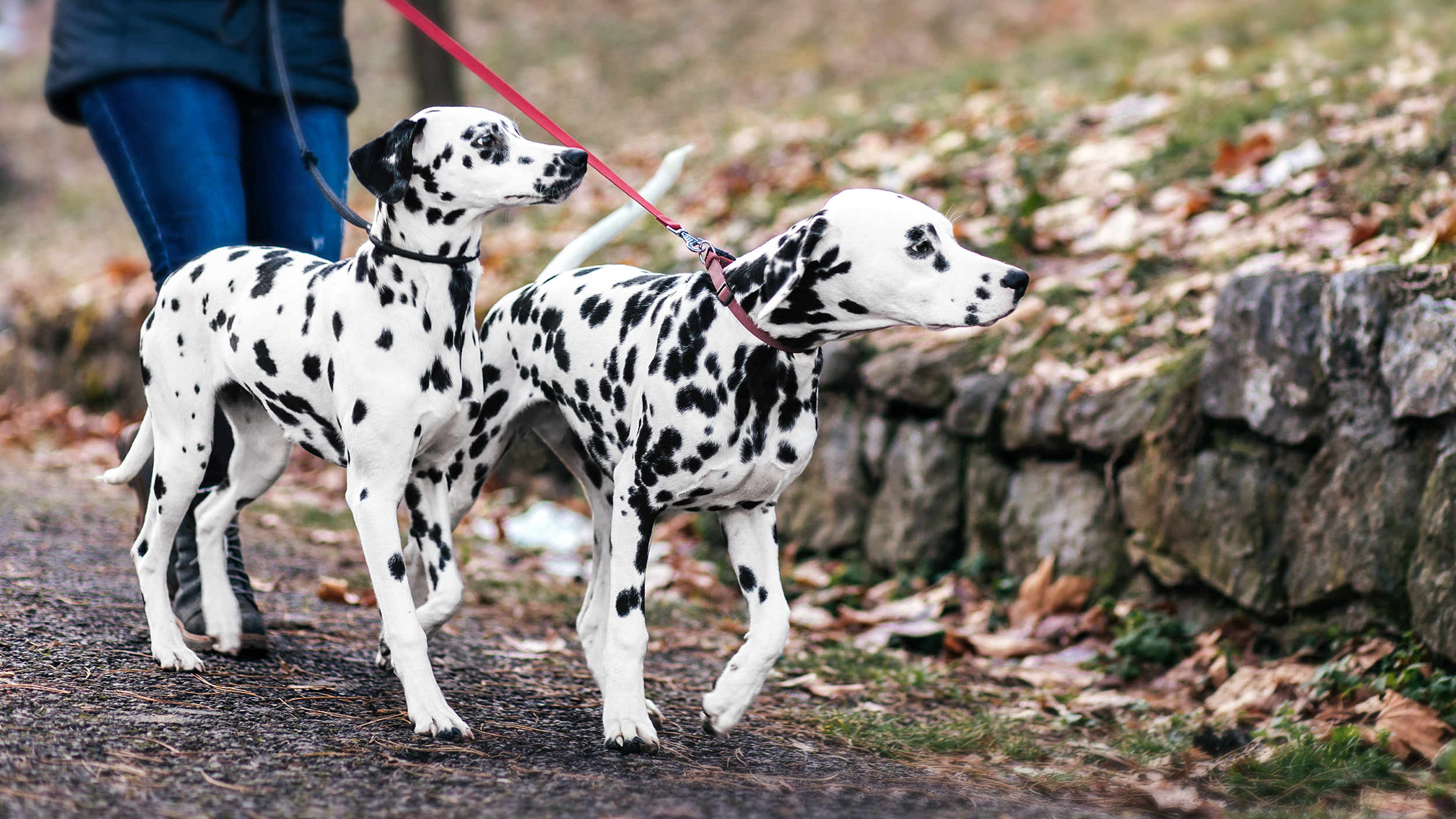 Adult Dalmatians walking outdoors on a pavement surrounded by fallen leaves.