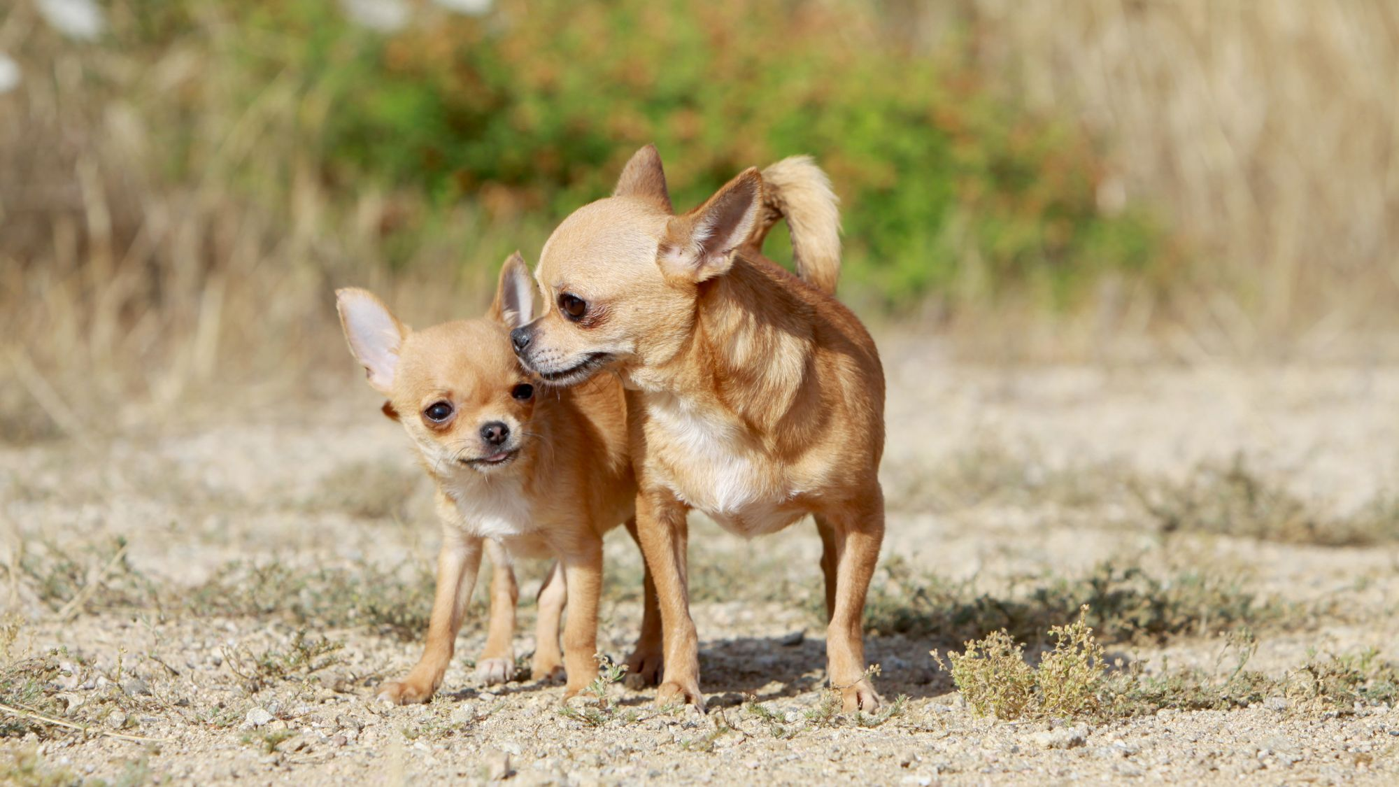 Beige släthårig chihuahuavalp med sin mamma