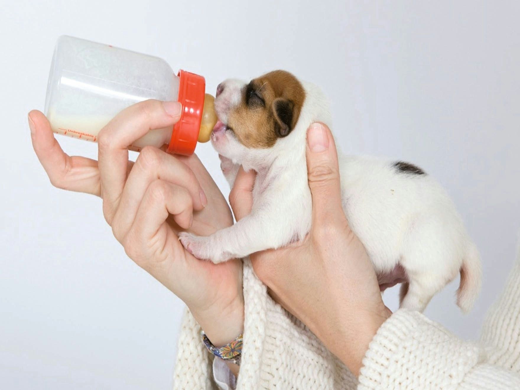 how do you know if puppies are getting milk