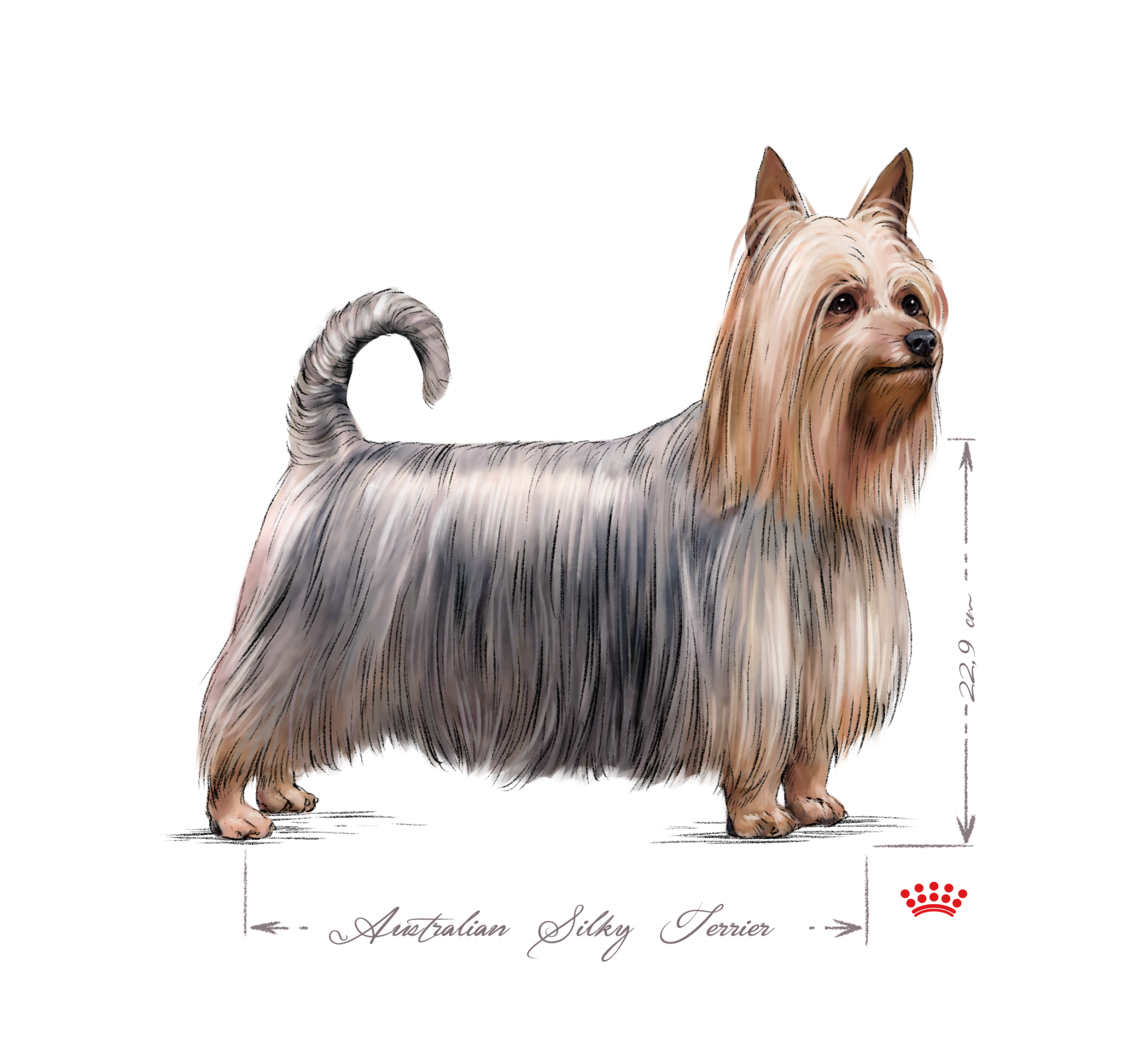 Silky Terrier adult in black and white