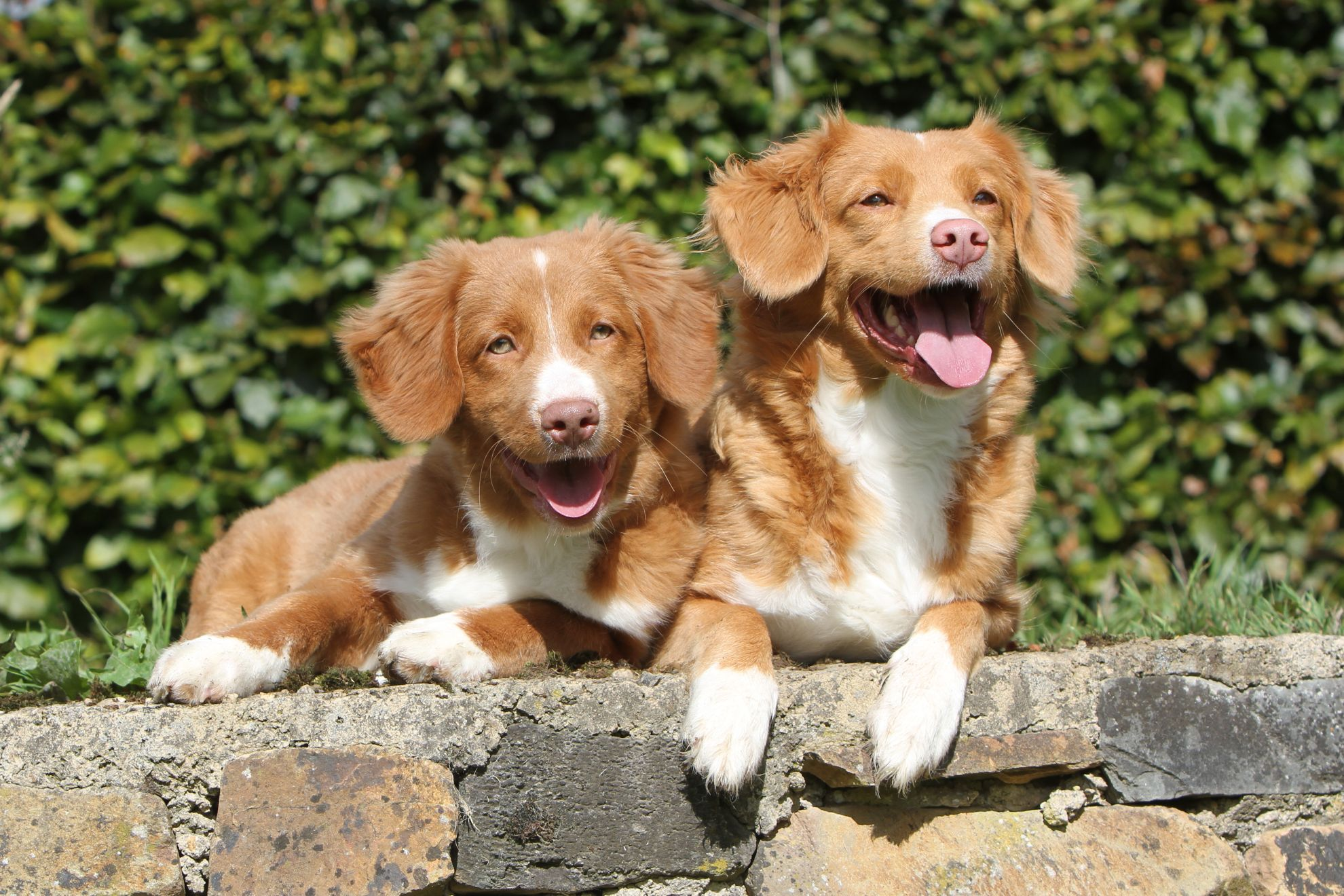 Two Nova Scotia Duck Tolling Retrievers looking over stone wall