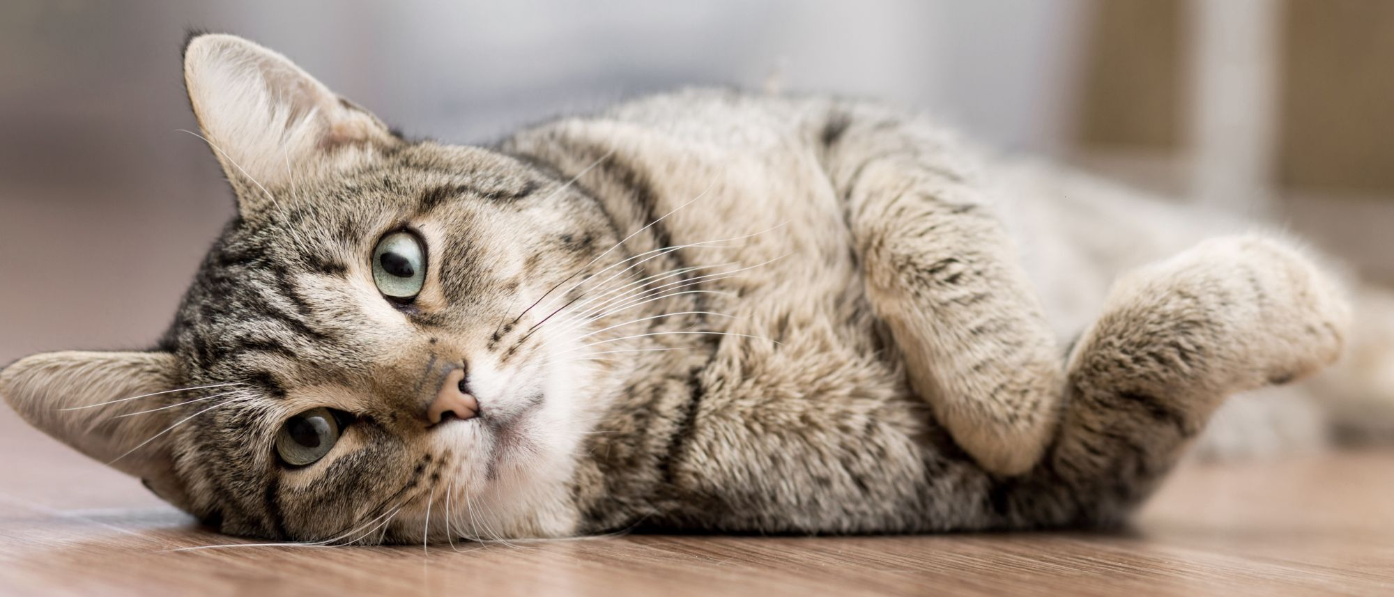 Cat lying down on the floor