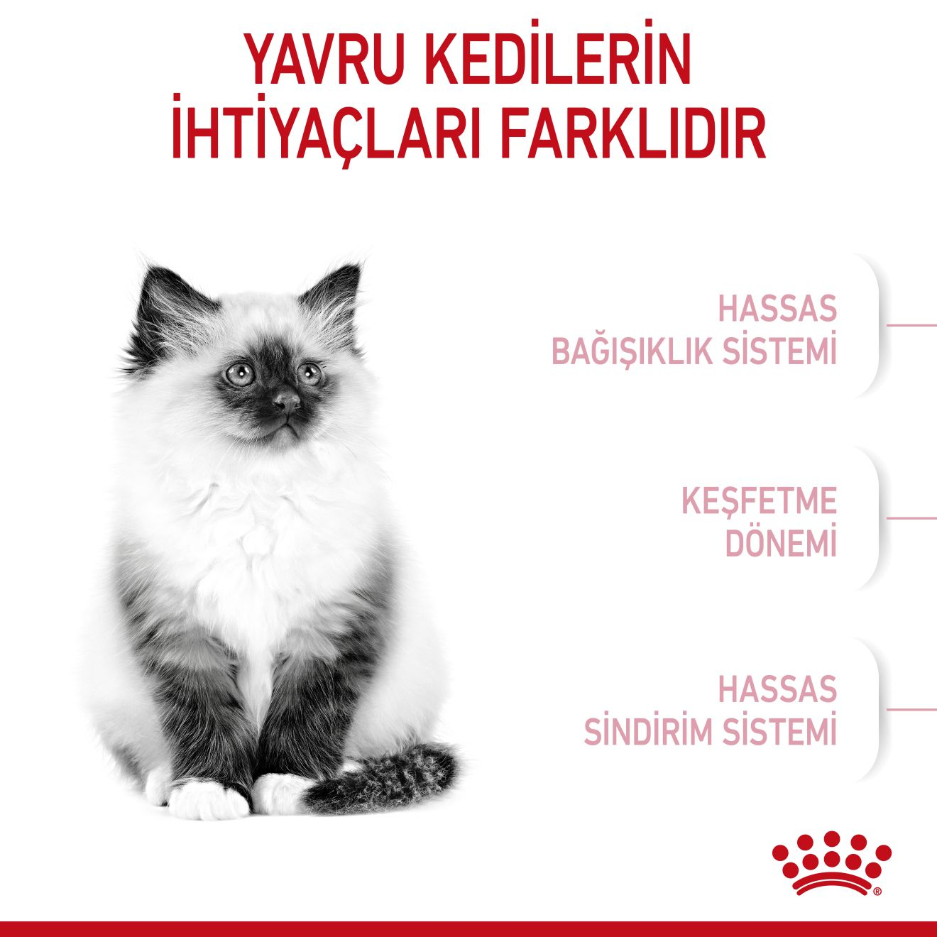 Kitten Yavru Kedi Kuru Maması