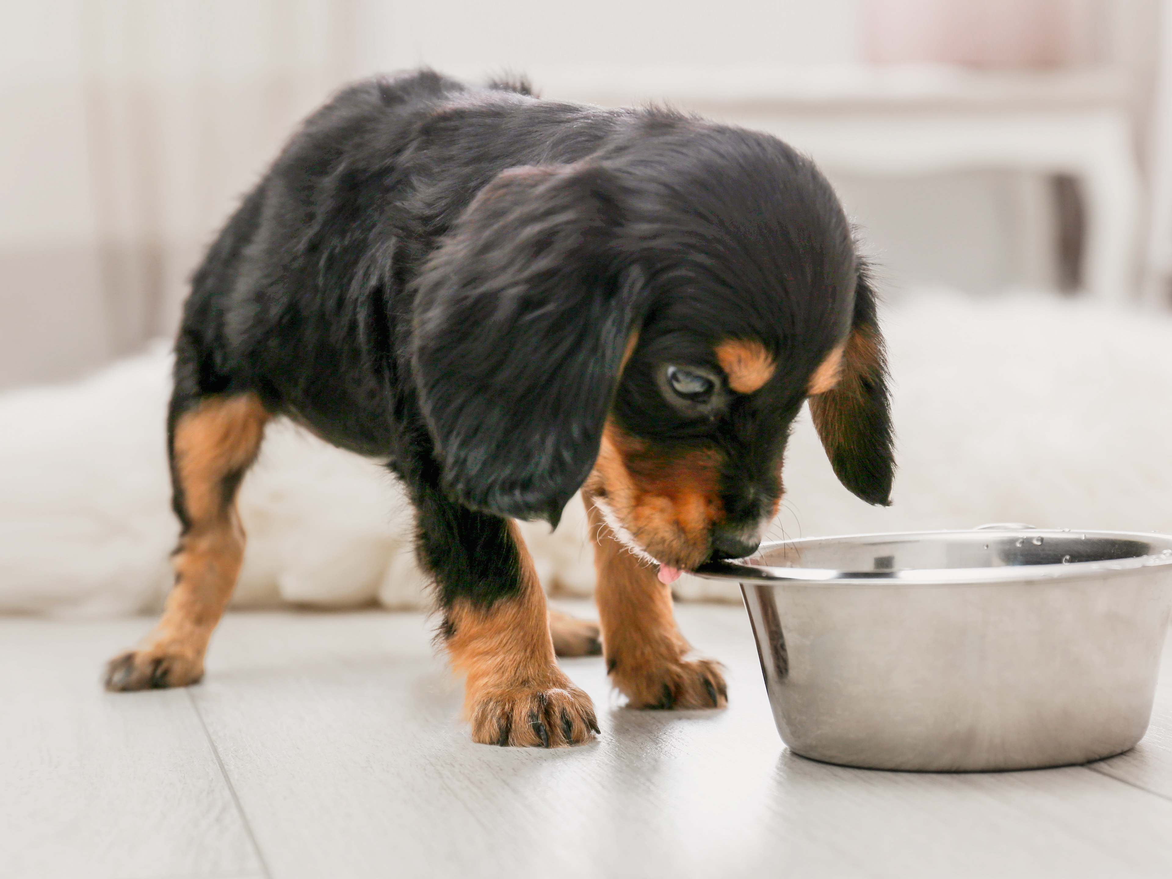 English Cocker Spaniel standing on at tile floor sniffing a stainless steel bowl