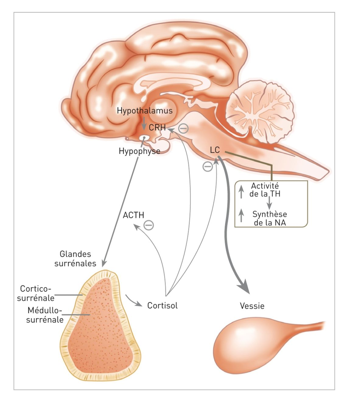 Des anomalies neuroendocriniennes ont été observées chez des chats atteints de CIF, en particulier une sous-activation/stimulation de l’axe HHS et une suractivation/stimulation du système nerveux sympathique. TH = tyrosine hydroxylase ; NA = noradrénaline ; CRH = corticotropin-releasing hormon ; LC = locus coeruleus&nbsp;