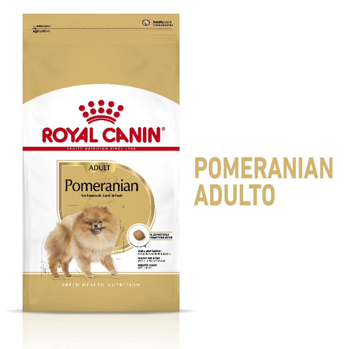 Pomeranian Adulto