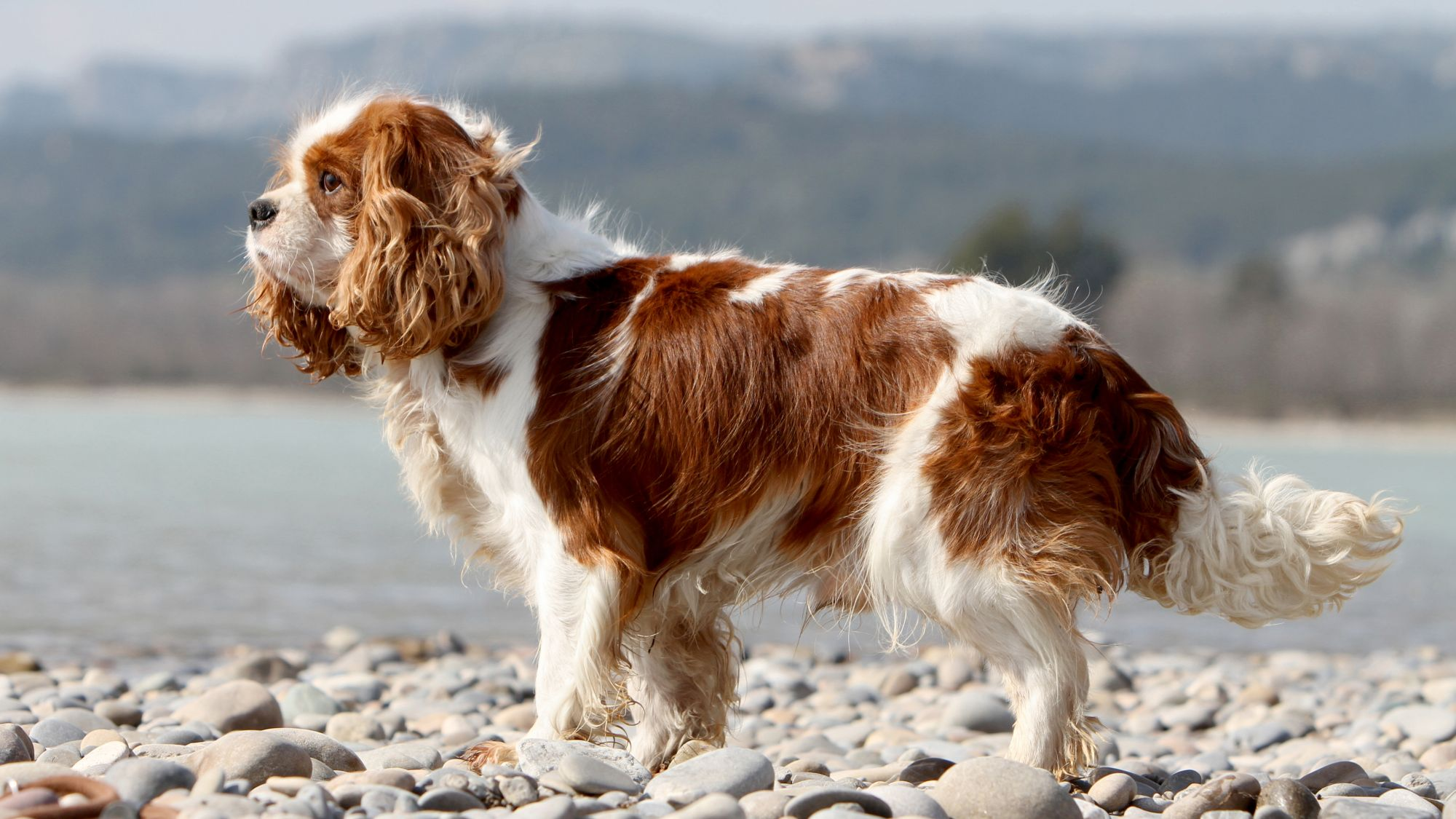 Su kenarında sola bakarak çakıl taşları üzerinde duran Cavalier King Charles Spaniel