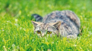 Comportamento alimentare nel gatto