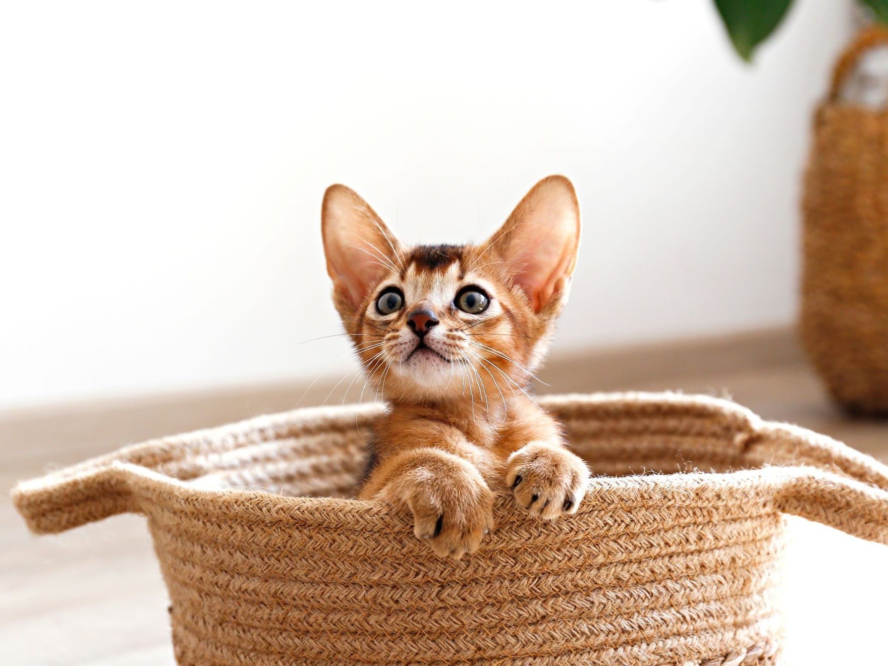 Abessijn kitten in de mand thuis
