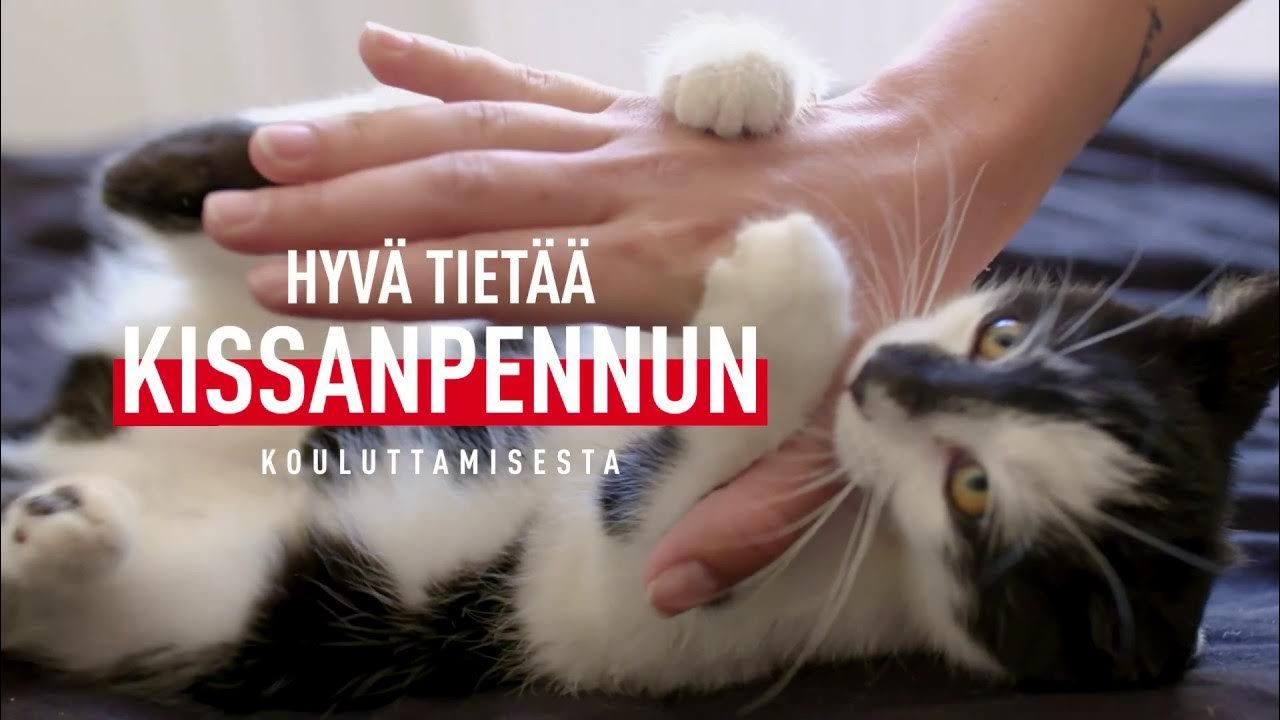 tips-for-training-your-kitten