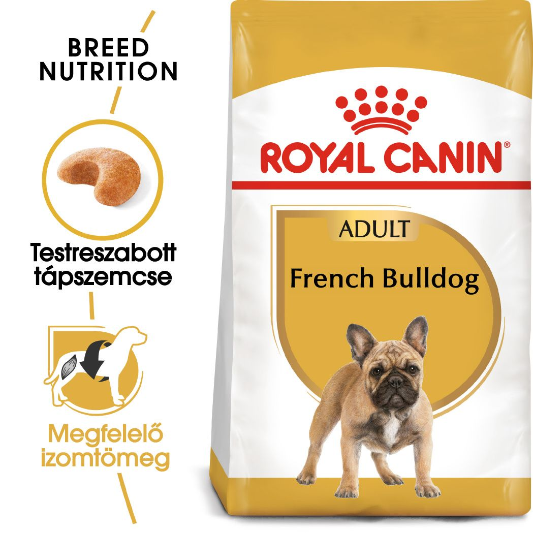French Bulldog Adult