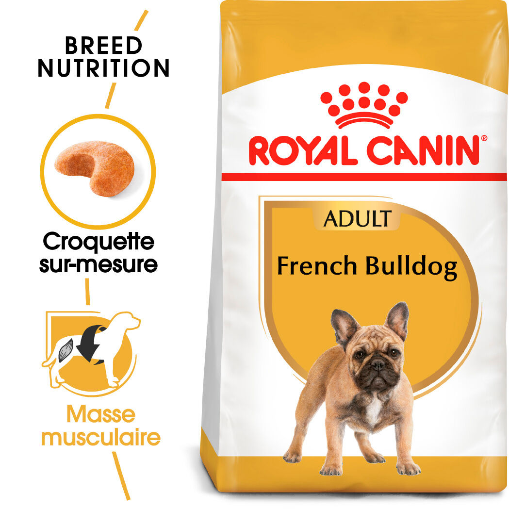 French Bulldog Adult