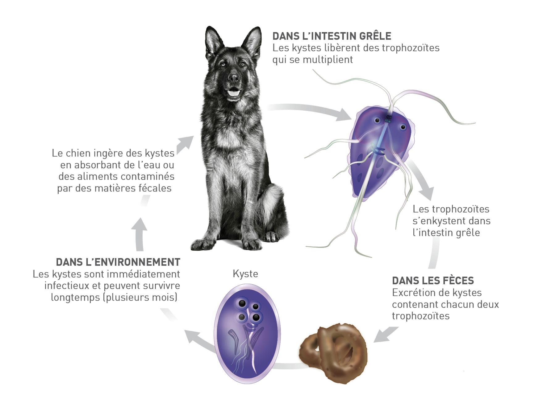 Le cycle de vie de Giardia duodenalis