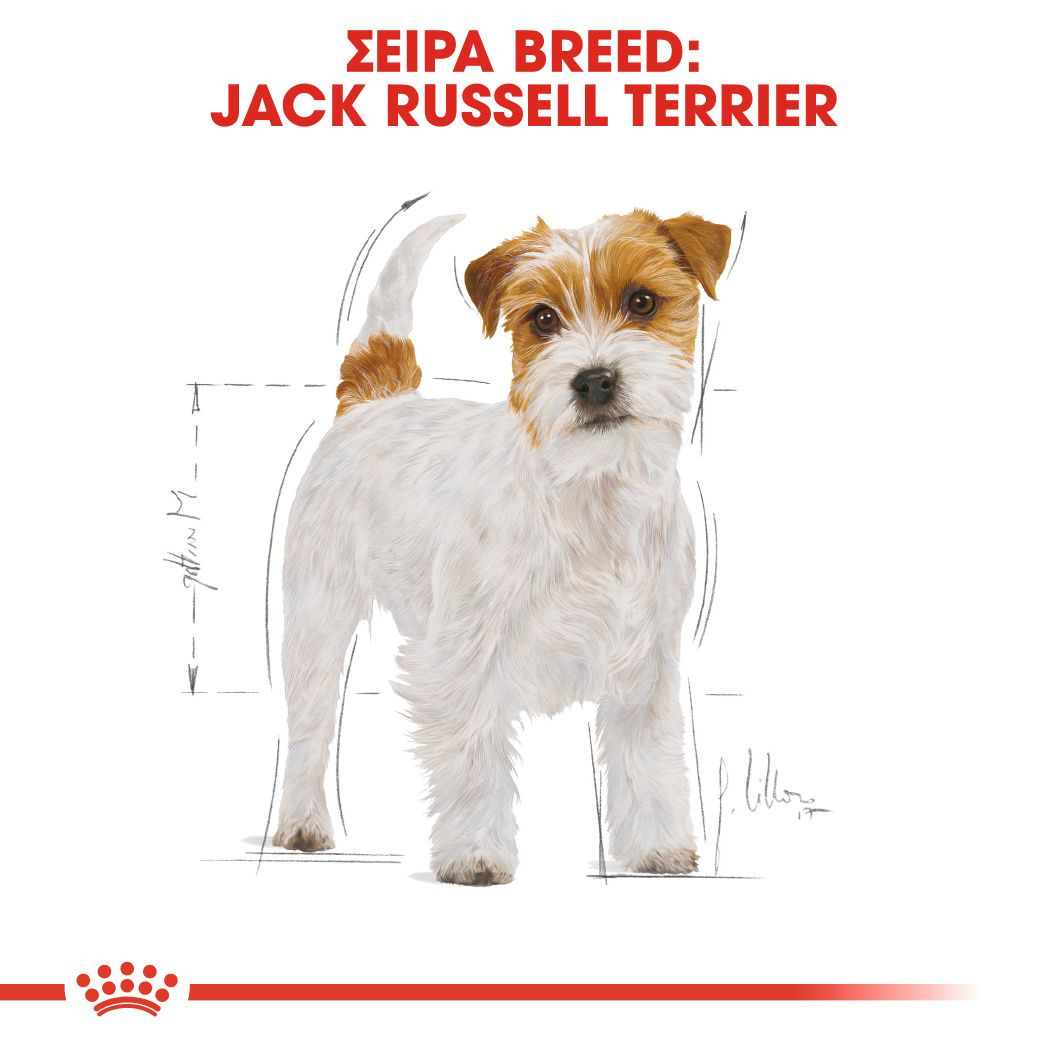 Jack Russell Adult