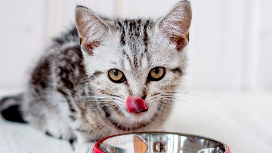Kitten cat sitting indoors by an orange food bowl.