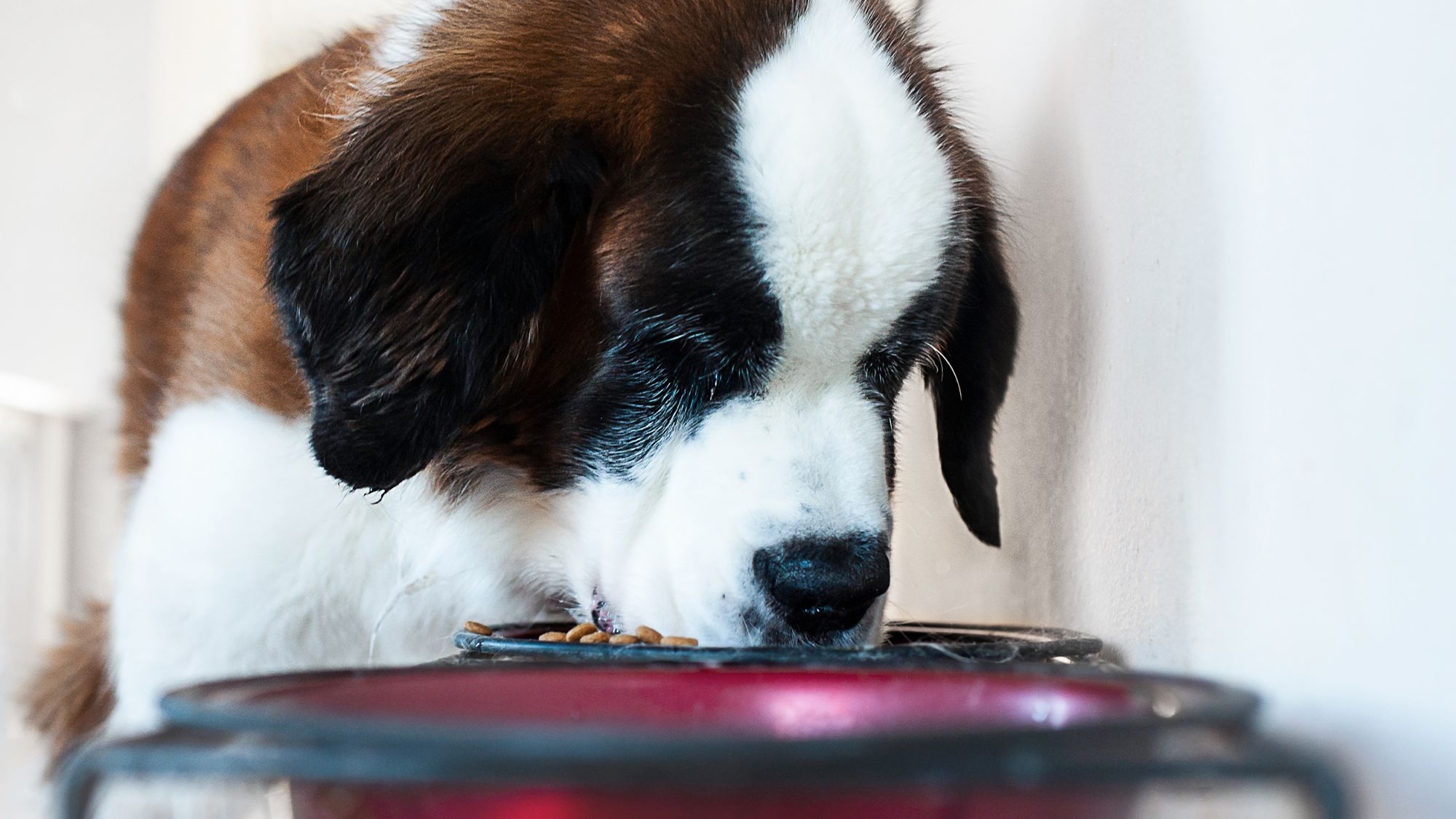 Why Its a Good Idea to Mix Wet and Dry Food - Eukanuba