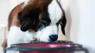 Can You Feed Wet And Dry Dog Food Together
