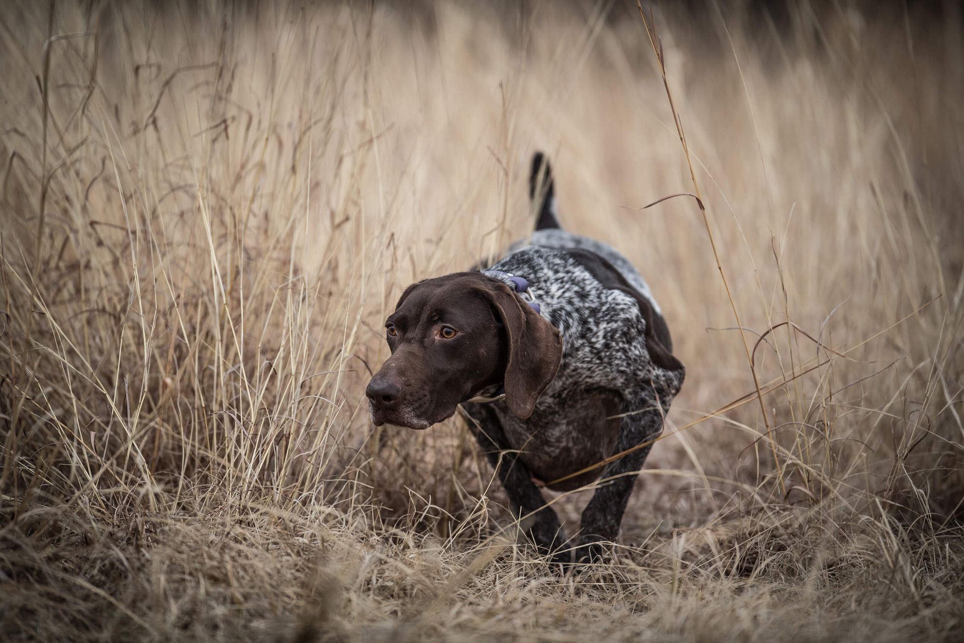 Eukanuba sporting outlet dog