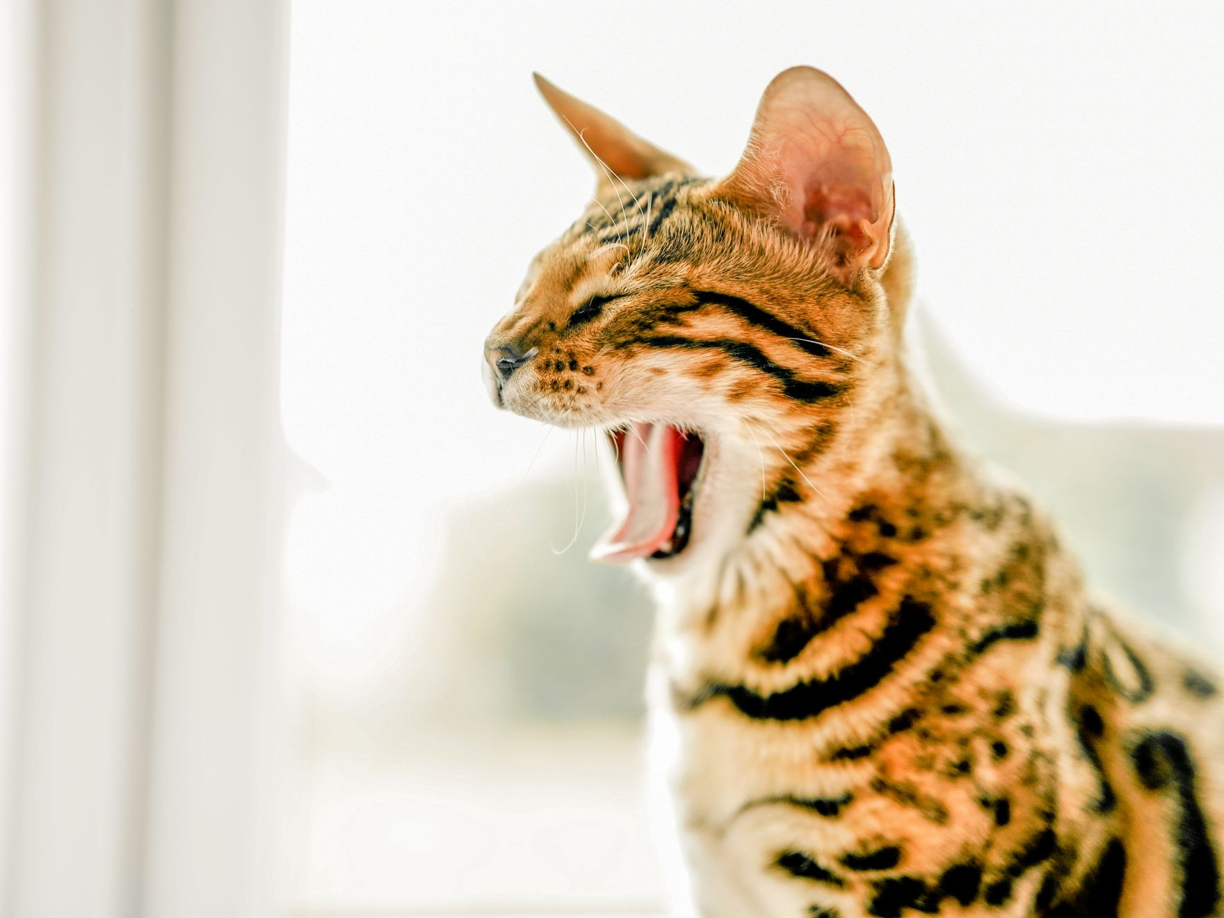 Bengal kitten yawning next to a window