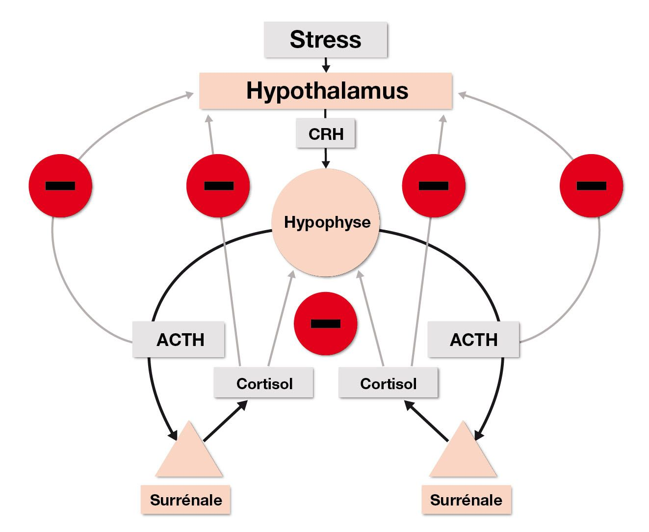 L’axe hypothalamo-hypophyso-surrénalien (HHS) chez l’animal sain garantit l’homéostasie du cortisol sérique