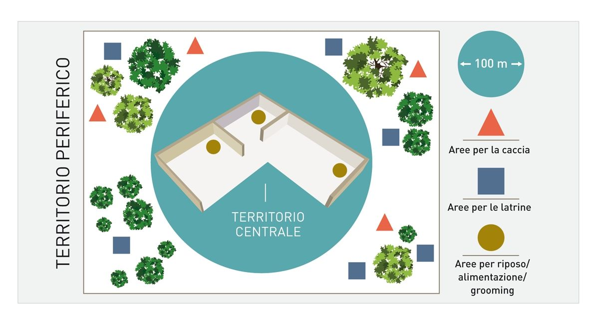 Rappresentazione schematica del territorio di un gatto a vita libera. Tali gatti hanno territori molto estesi (fino a 0,5-1,3 km di lunghezza e superficie complessiva di 300.000-1.700.000 m2 ) con aree multiple per la caccia e le latrine alla periferia, e alcune aree nella parte centrale per mangiare, riposare e fare grooming. Per motivi d’igiene, le latrine sono situate lontano dalle aree di riposo.