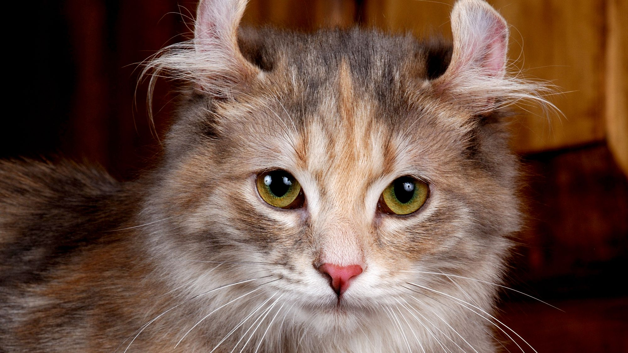 close-up of a tabby American Curl cat