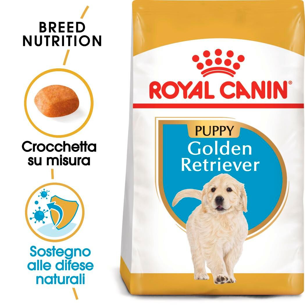 Golden Retriever Puppy