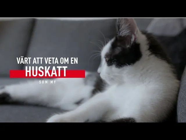 should-i-choose-a-pure-breed-or-mixed-breed-cat