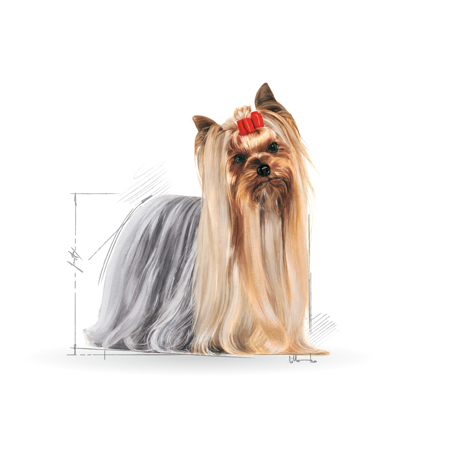 Yorkshire Terrier Yetişkin Köpek Yaş Maması