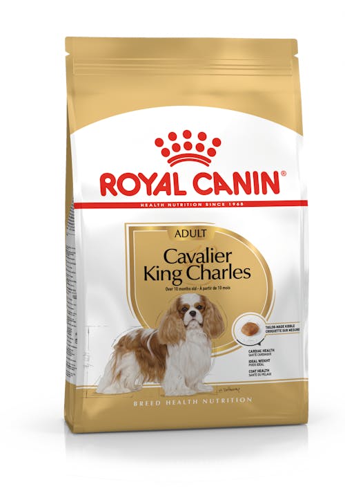 Cavalier King Charles Adult