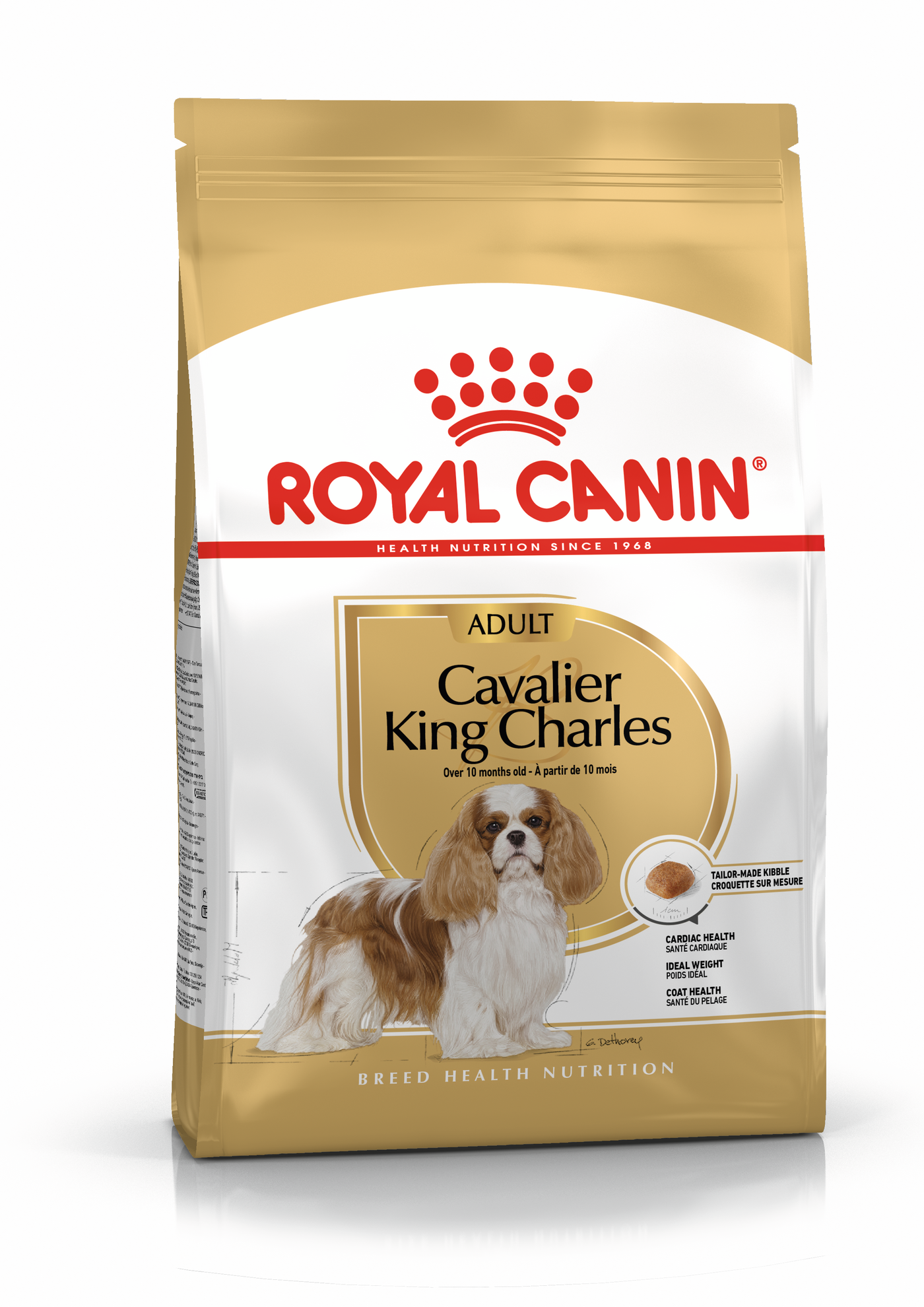 Cavalier King Charles Adulte