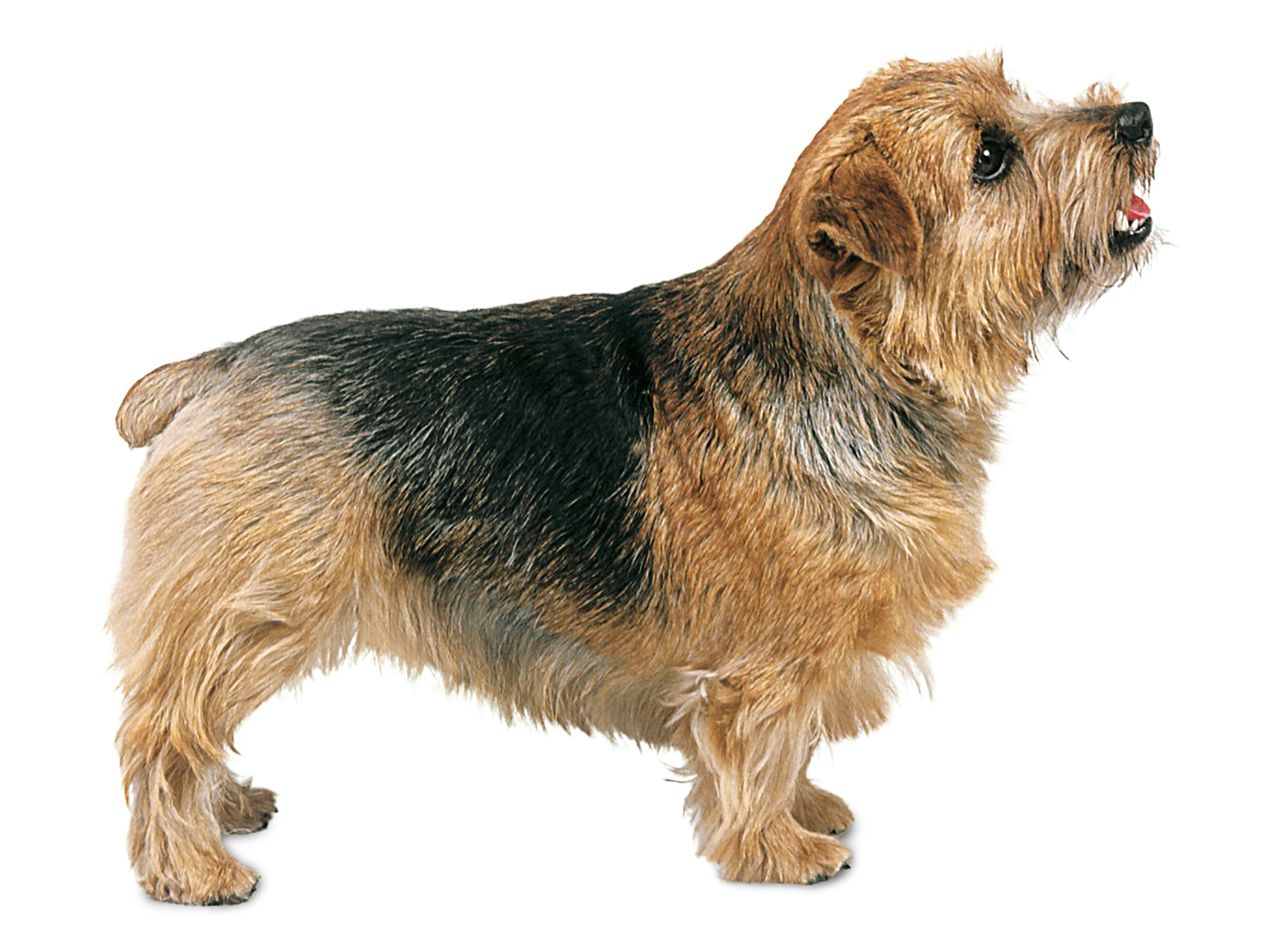 Norfolk Terrier adult black and white