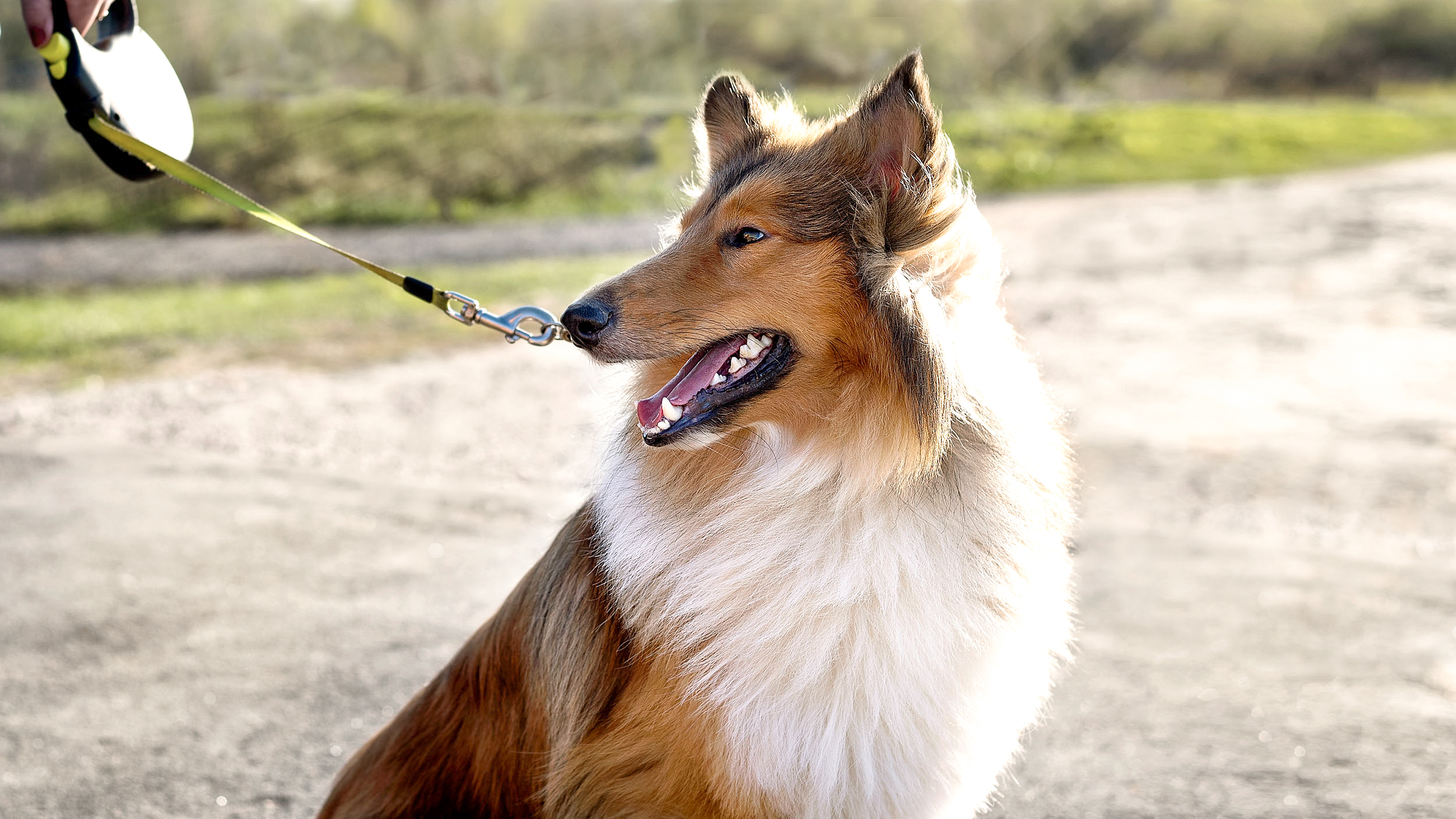 Adult Rough Collie sitting down outdoors on a footpath.