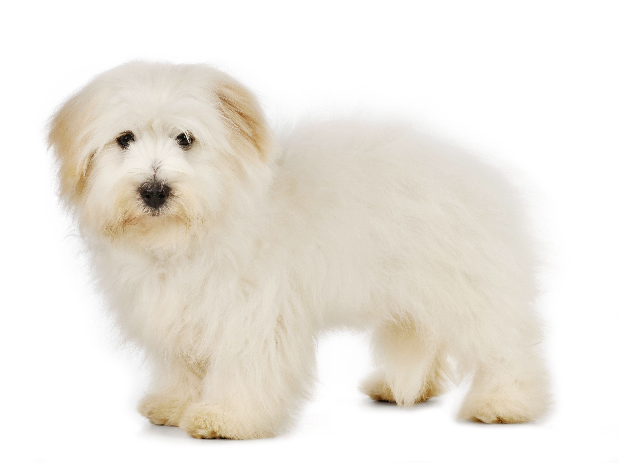 Coton de Tulear black and white