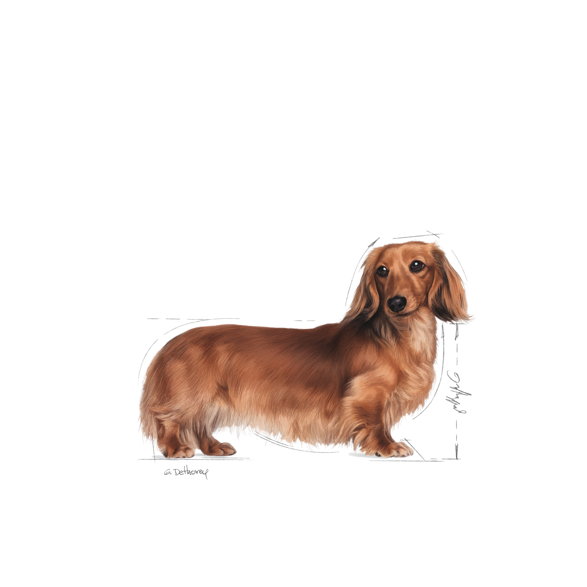 BHN Dachshund Adult Dog (Loaf)