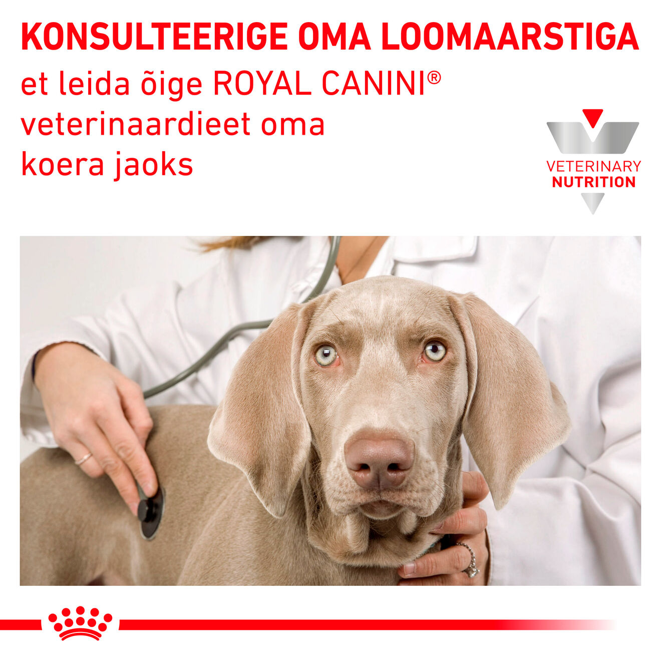 Royal Canin Renal Select Dog kuivtoit