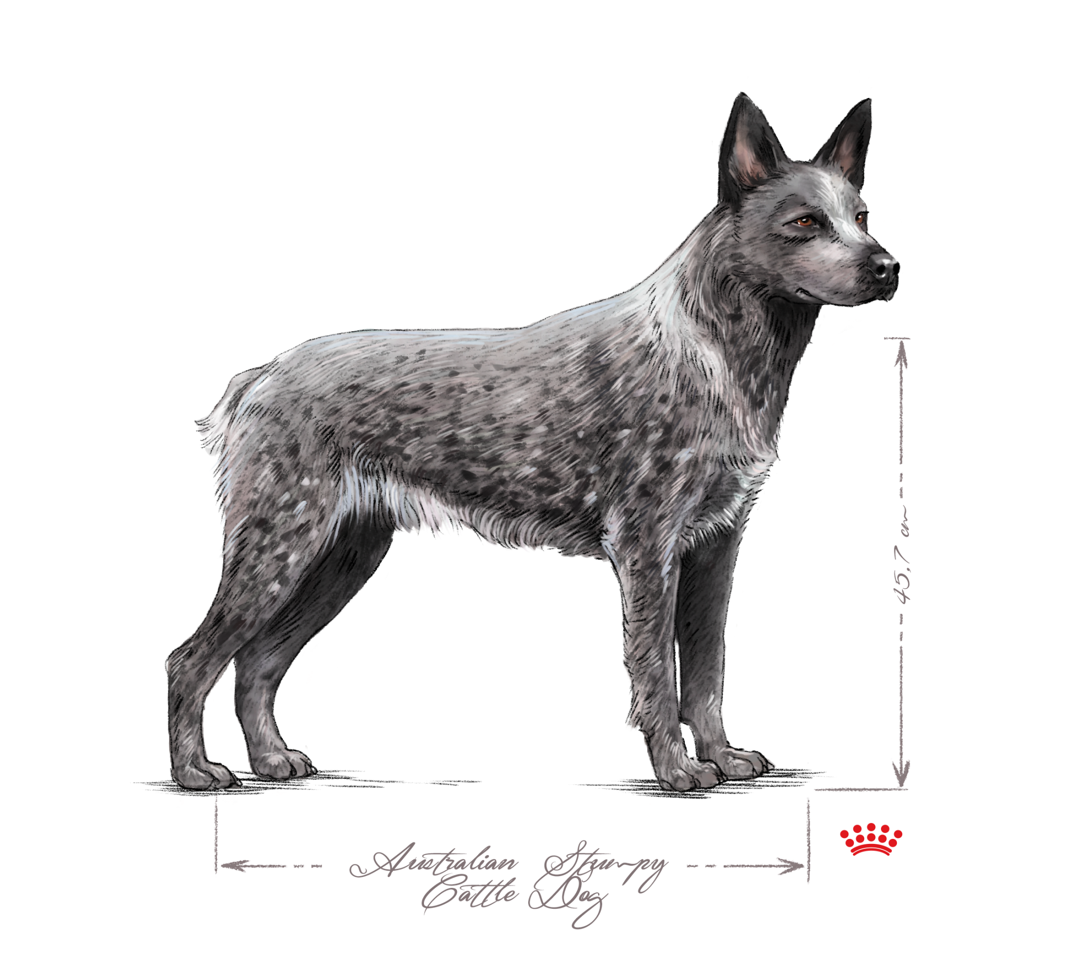 Australian stumpy tail cattle dog black and white