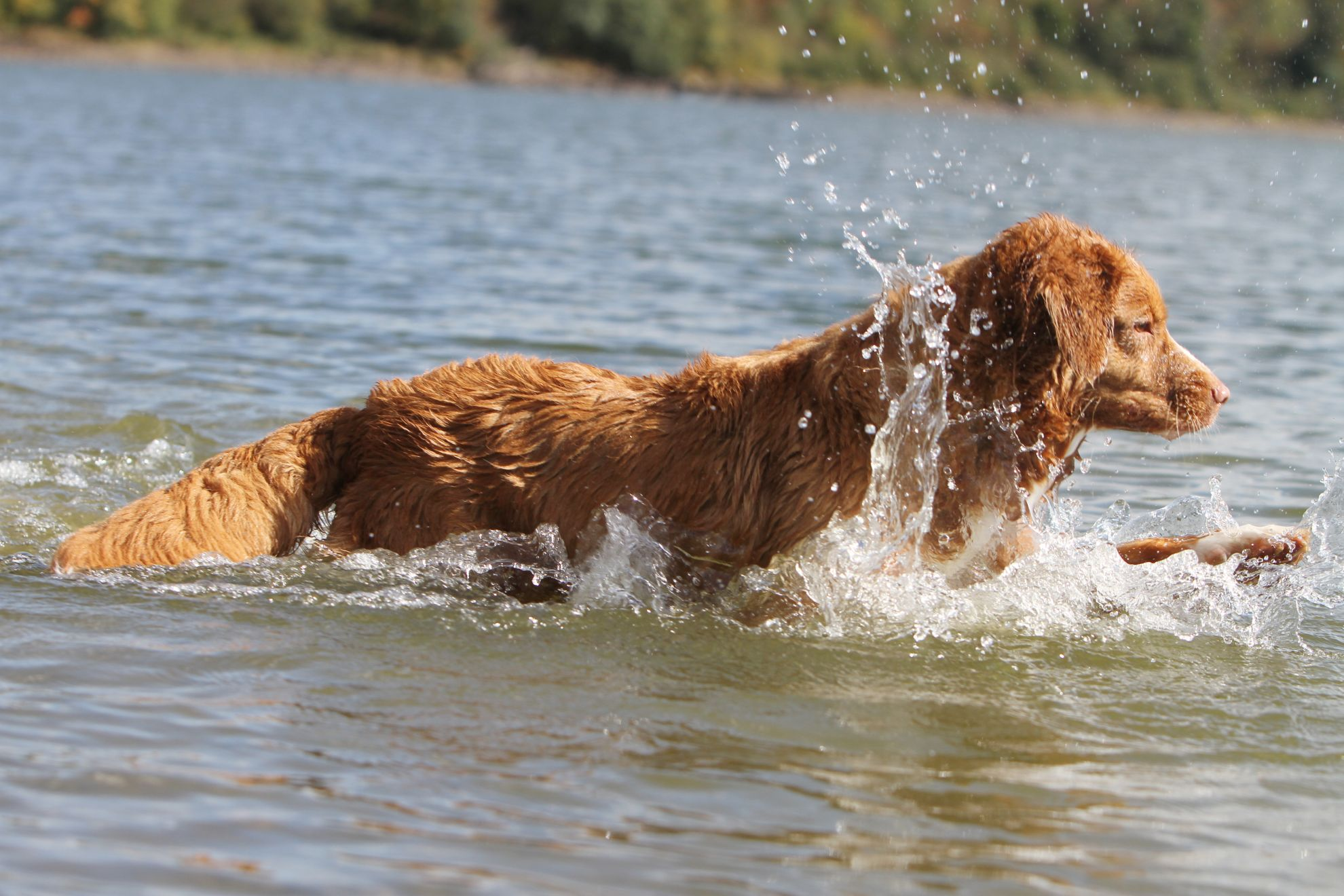 Nova Scotia Duck Tolling Retriever running through water