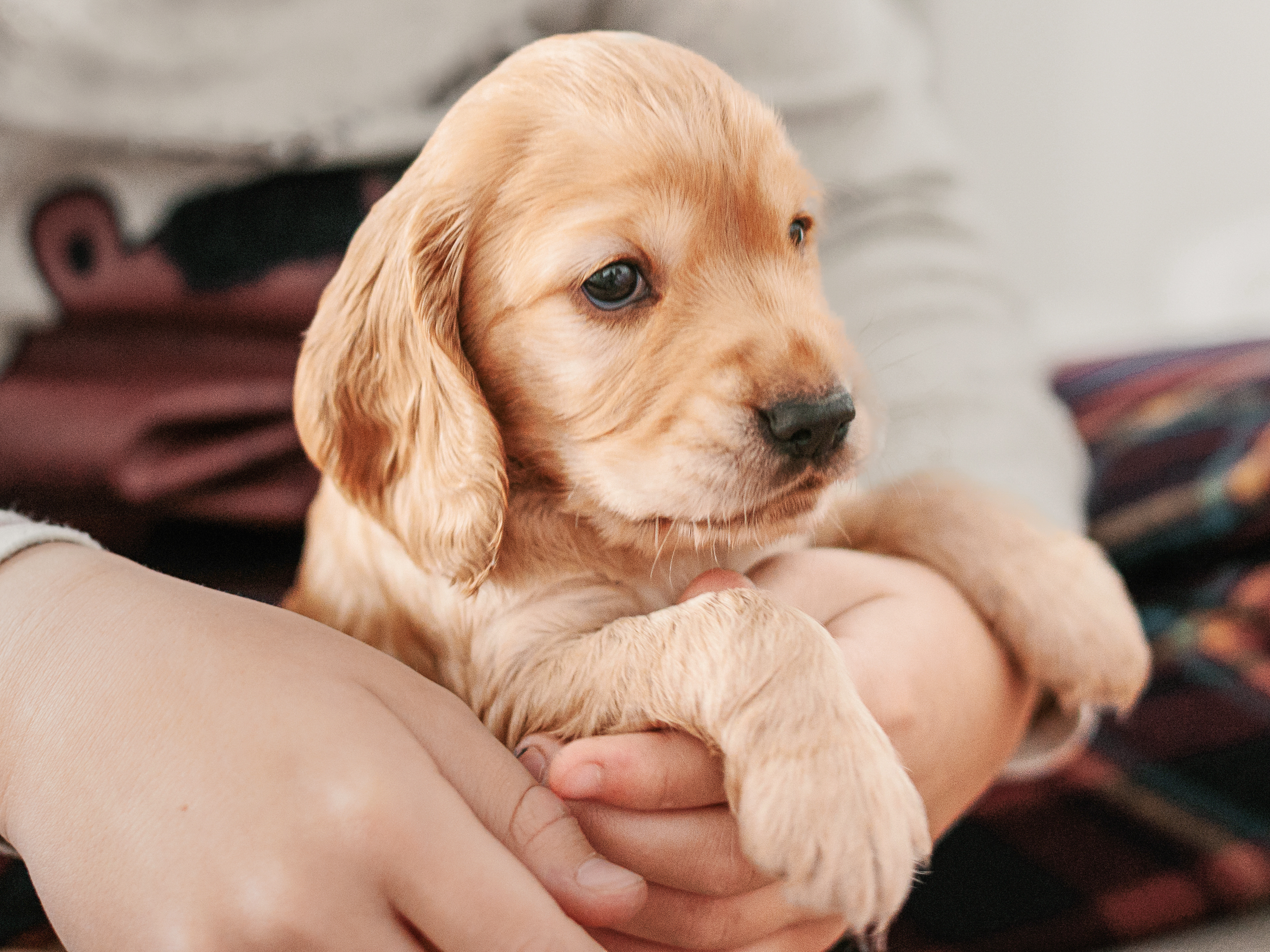 English Cocker Spaniel puppy being held by a young b