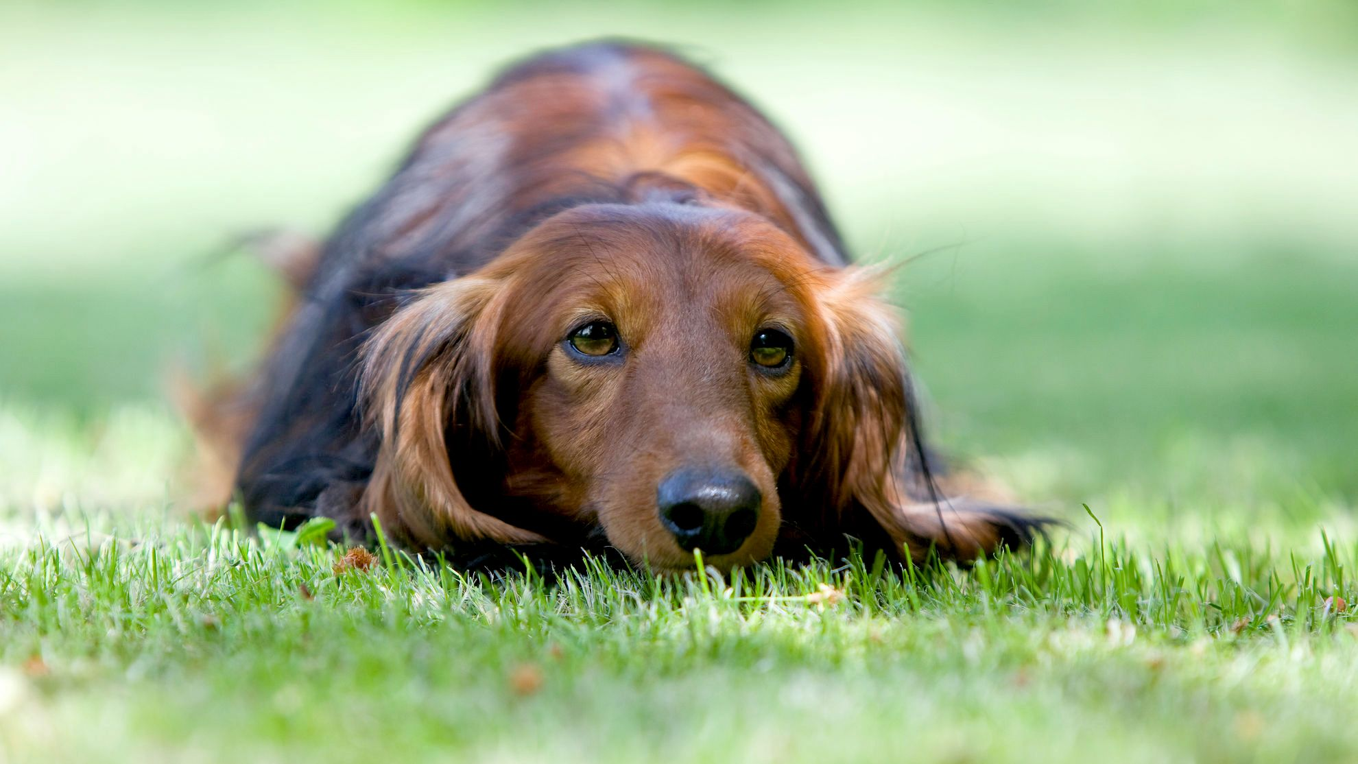 Foto close-up Dachshund yang sedang berbaring di rumput menatap kamera