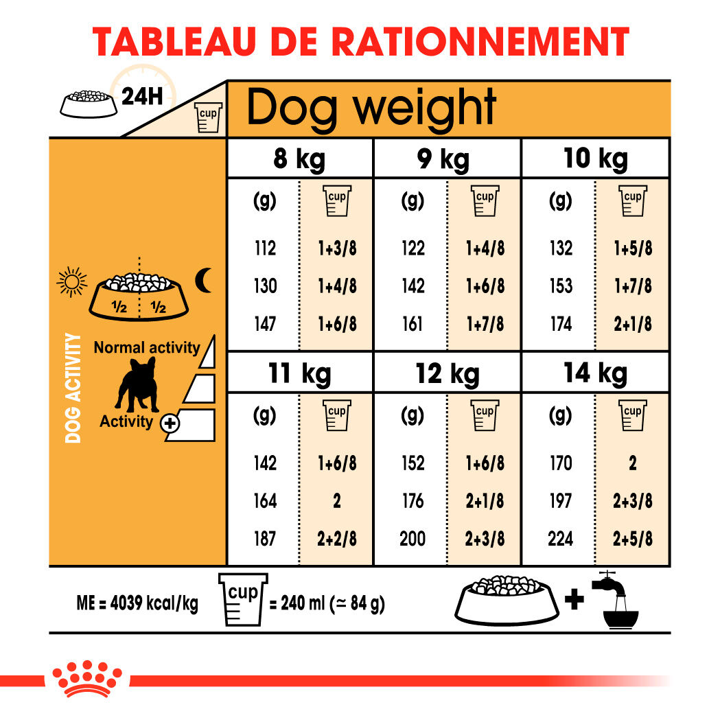 French Bulldog Adult