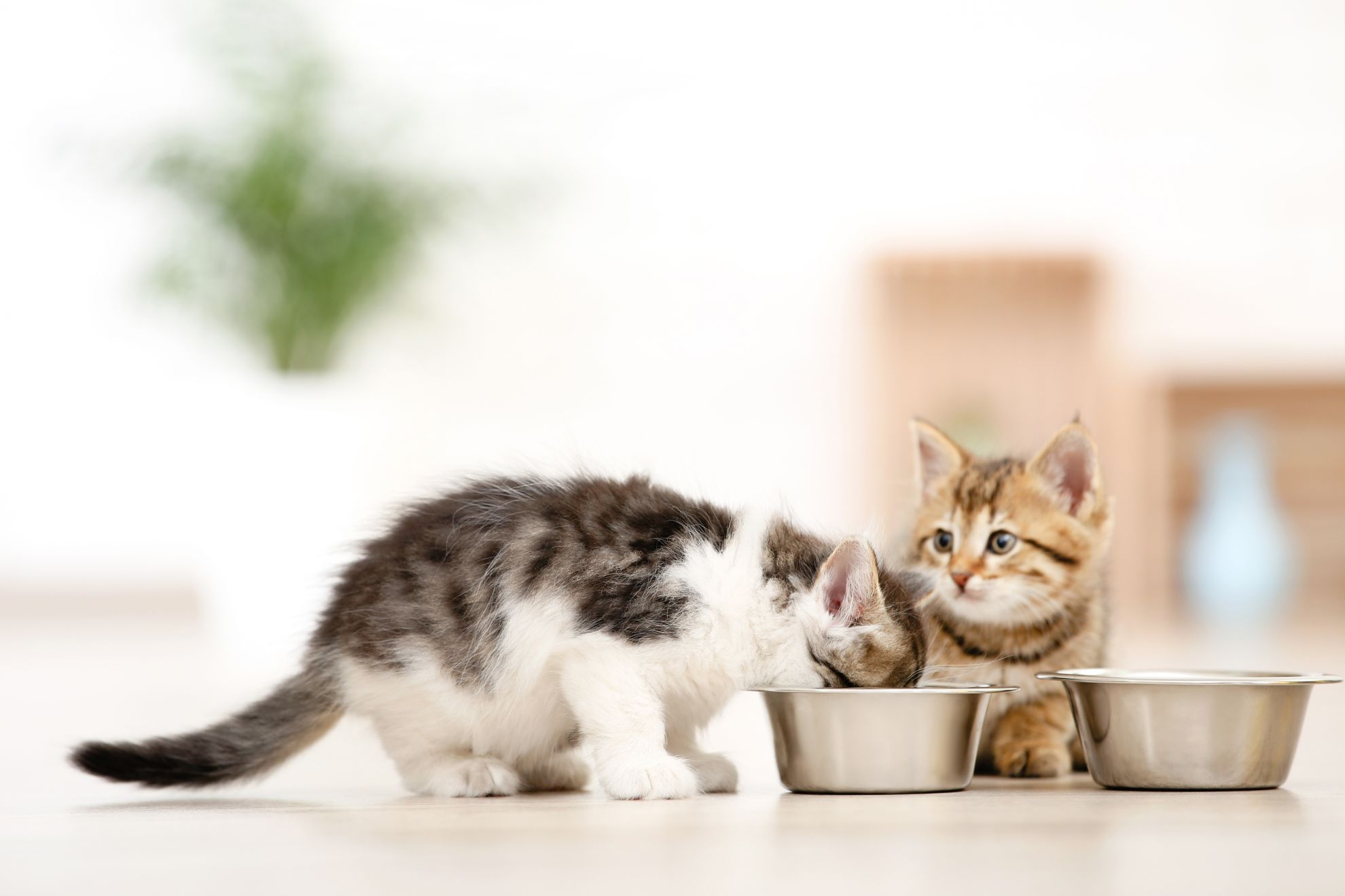 Gatitos comiendo de un tazón de comida en el suelo