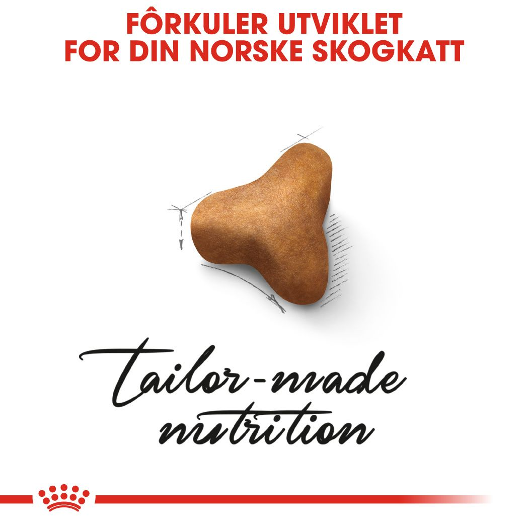 Norwegian Forest Cat Adult