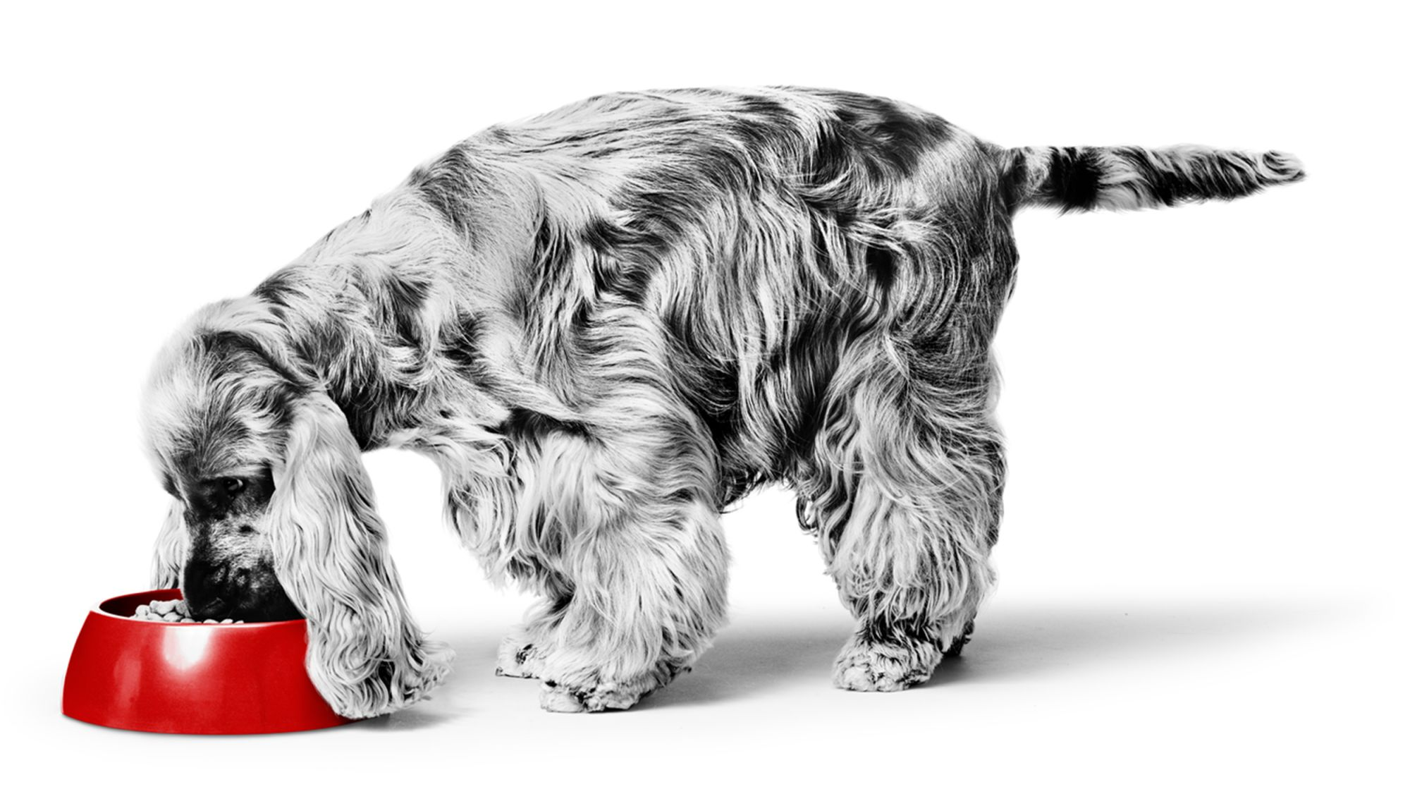 Cocker Spaniel adult in black and white eating out of a red bowl