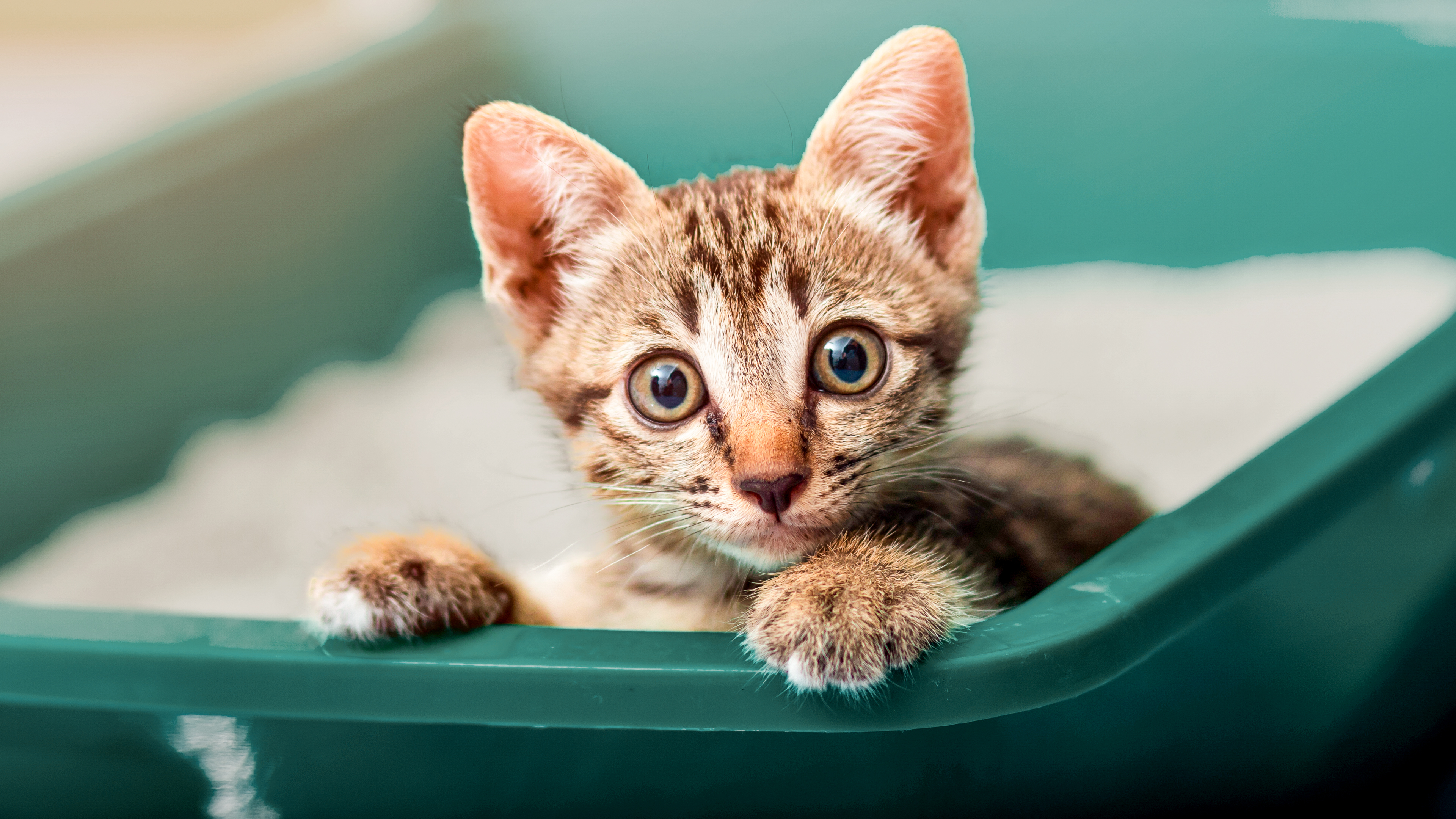 Kitten trying shop to eat litter